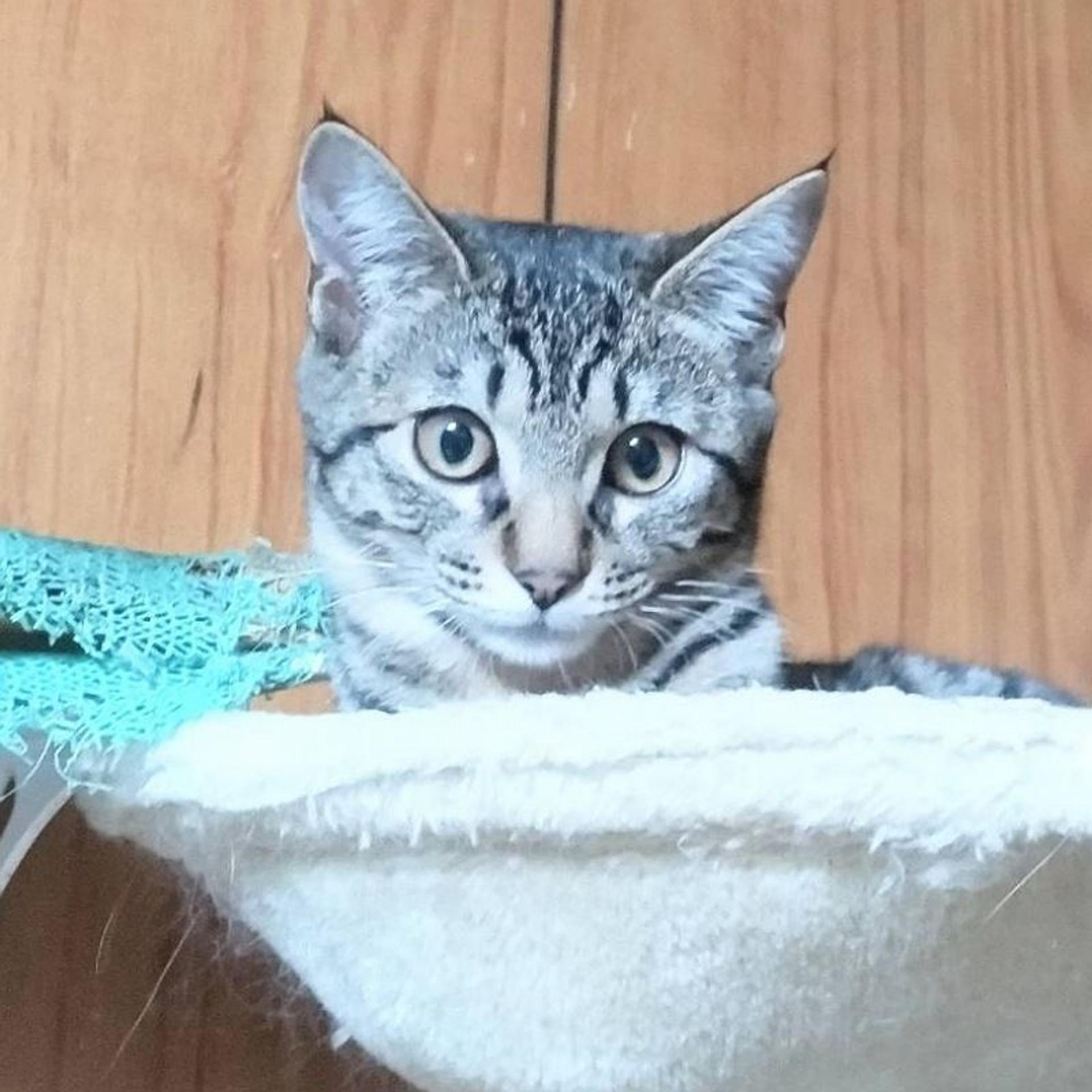 pet-image-3