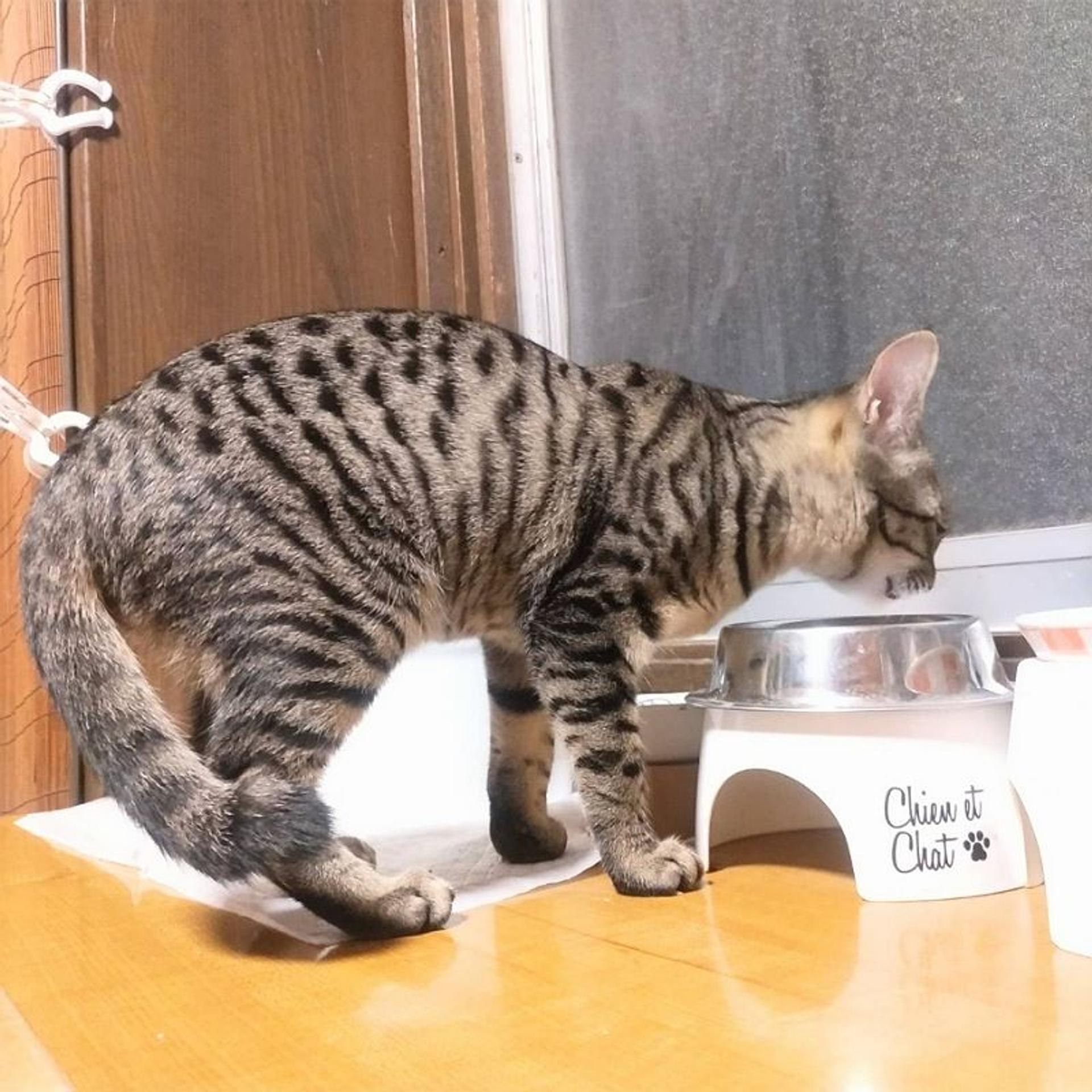 pet-image-2