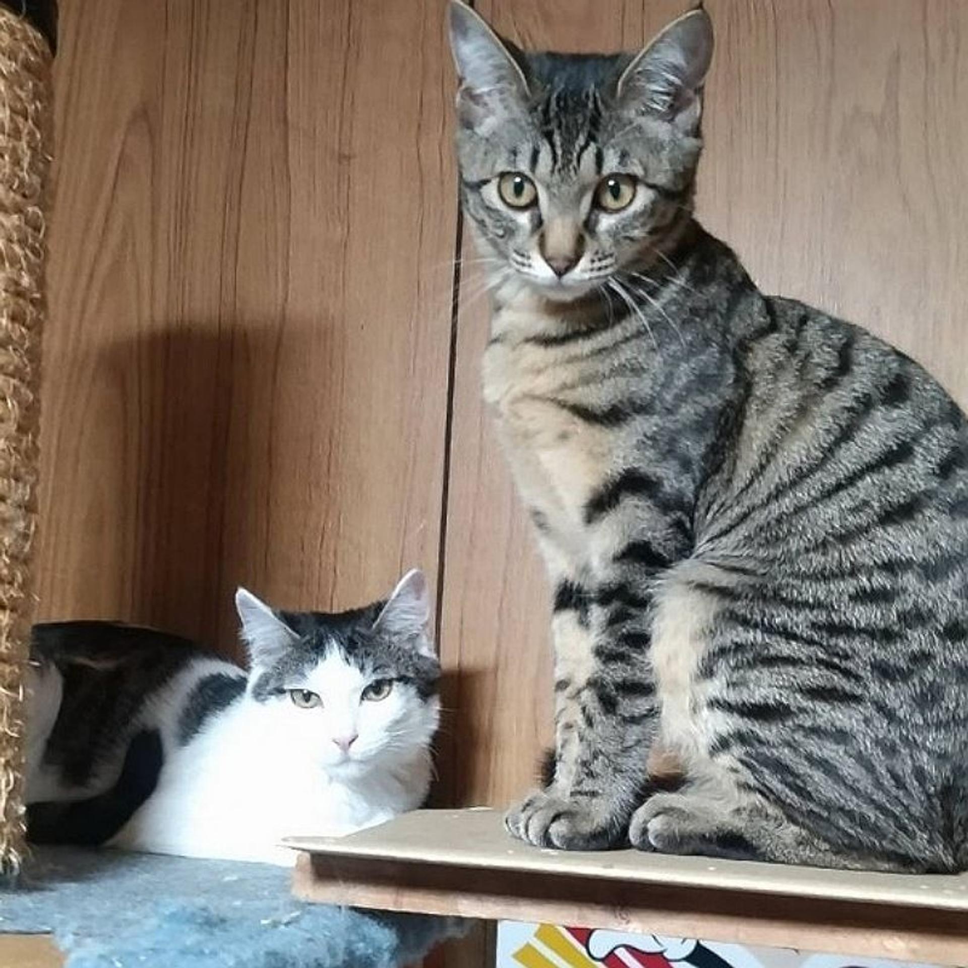 pet-image-4