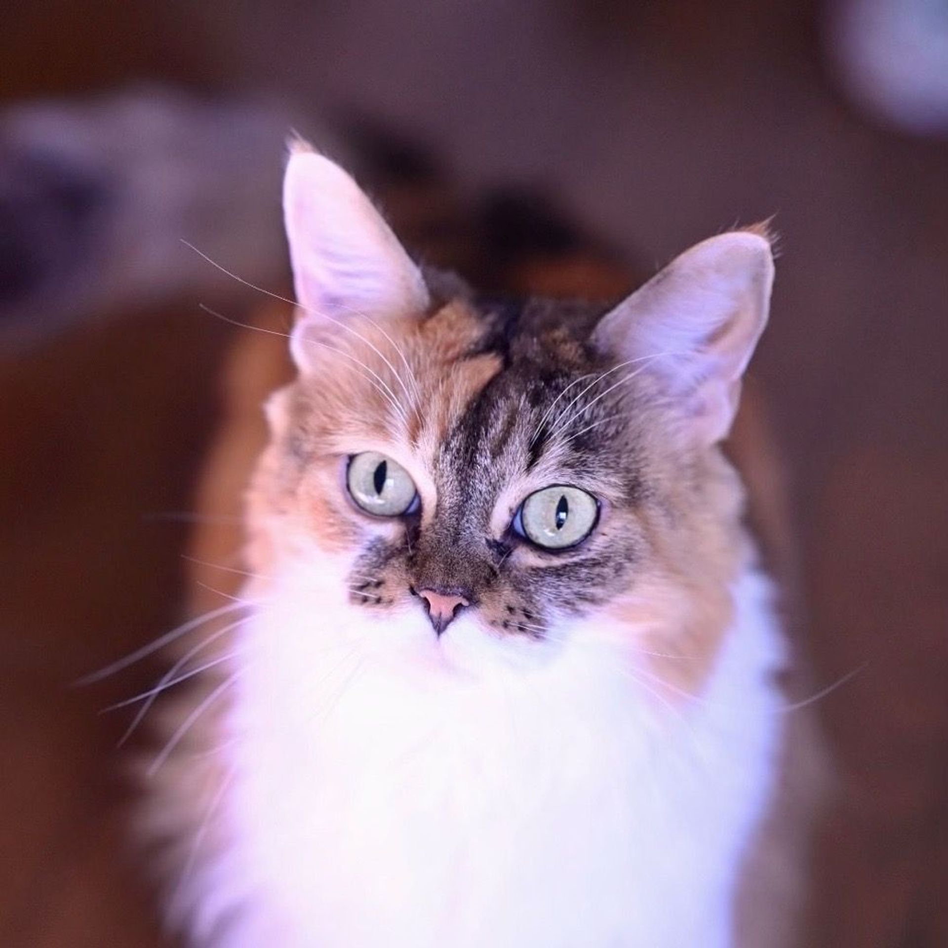 ノルウェージャンフォレストキャット・メスの里親募集の写真