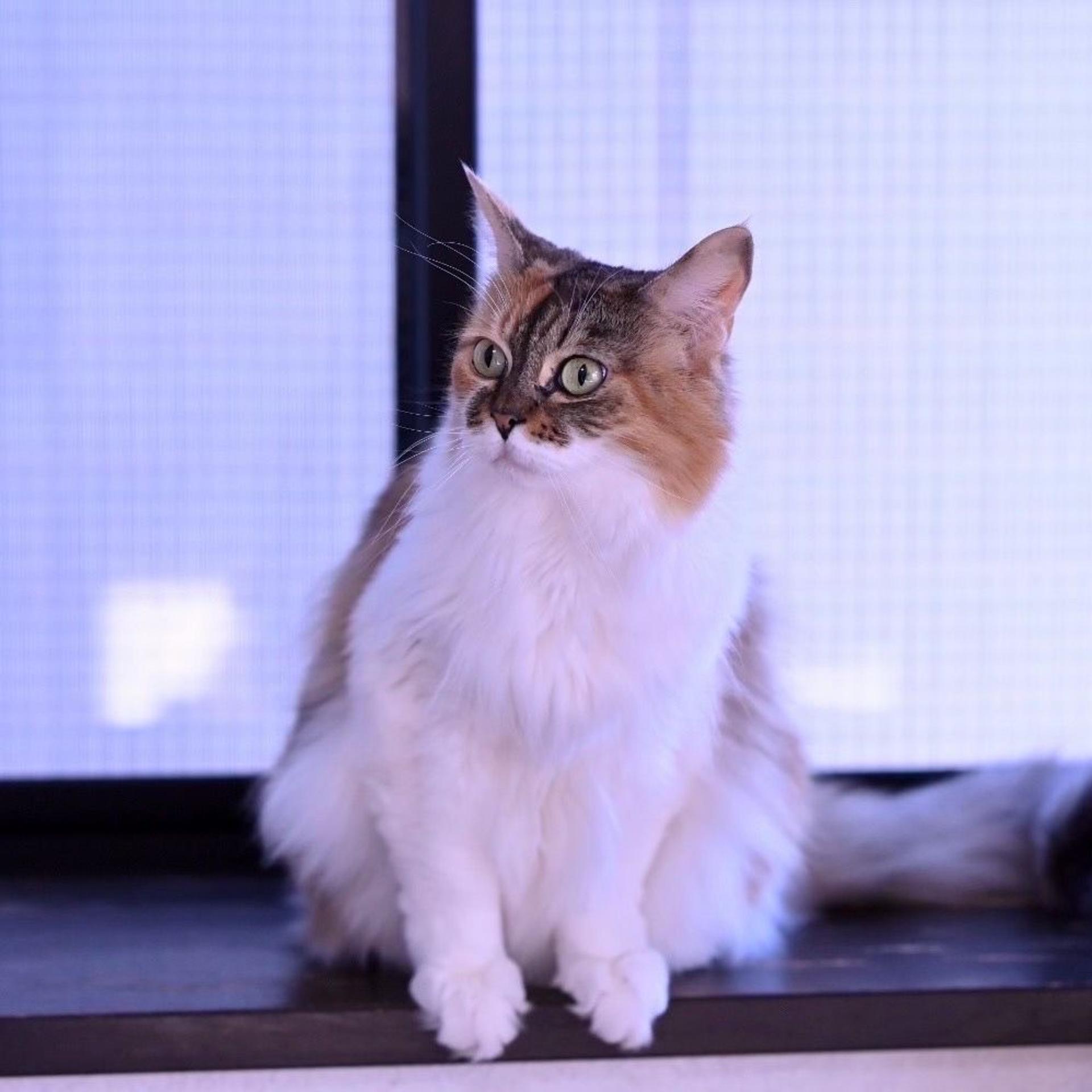 pet-image-3