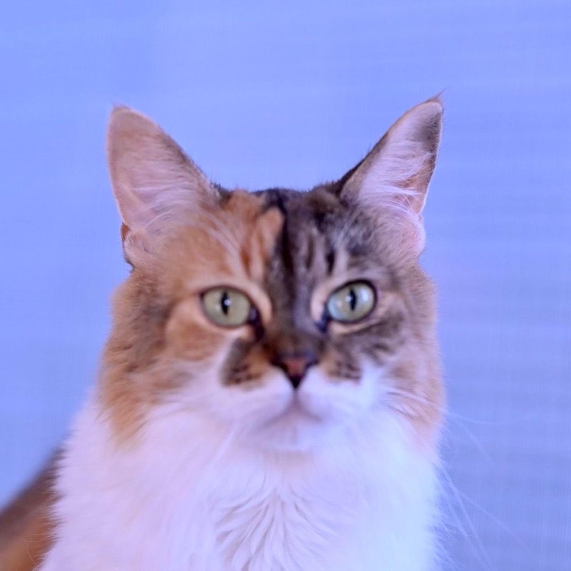 pet-image-4