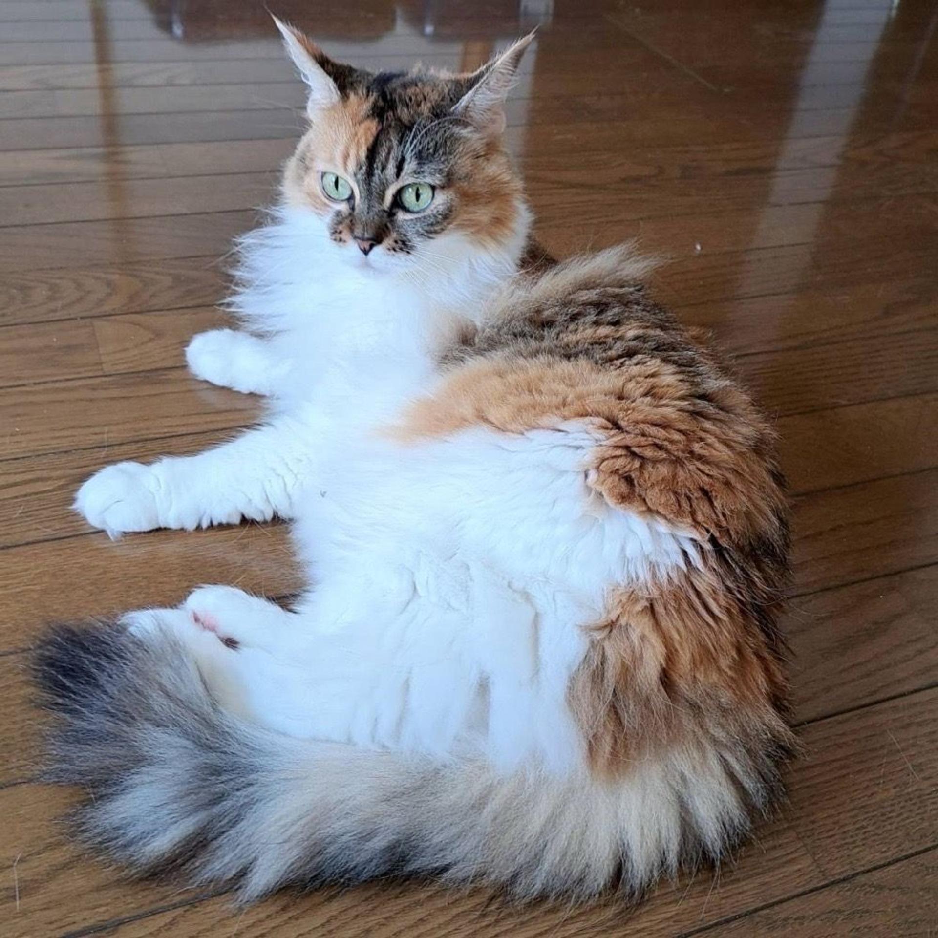 pet-image-5