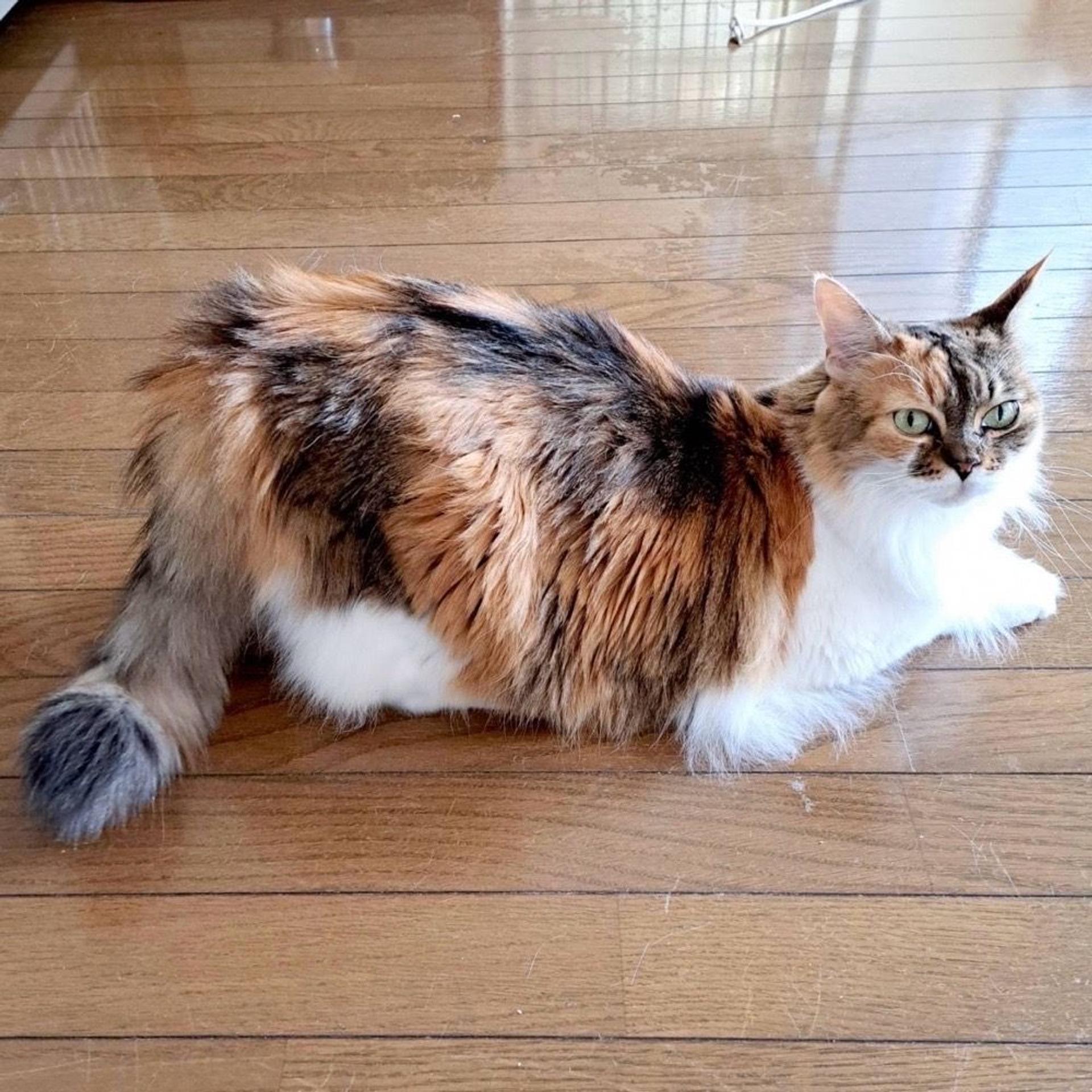 pet-image-6