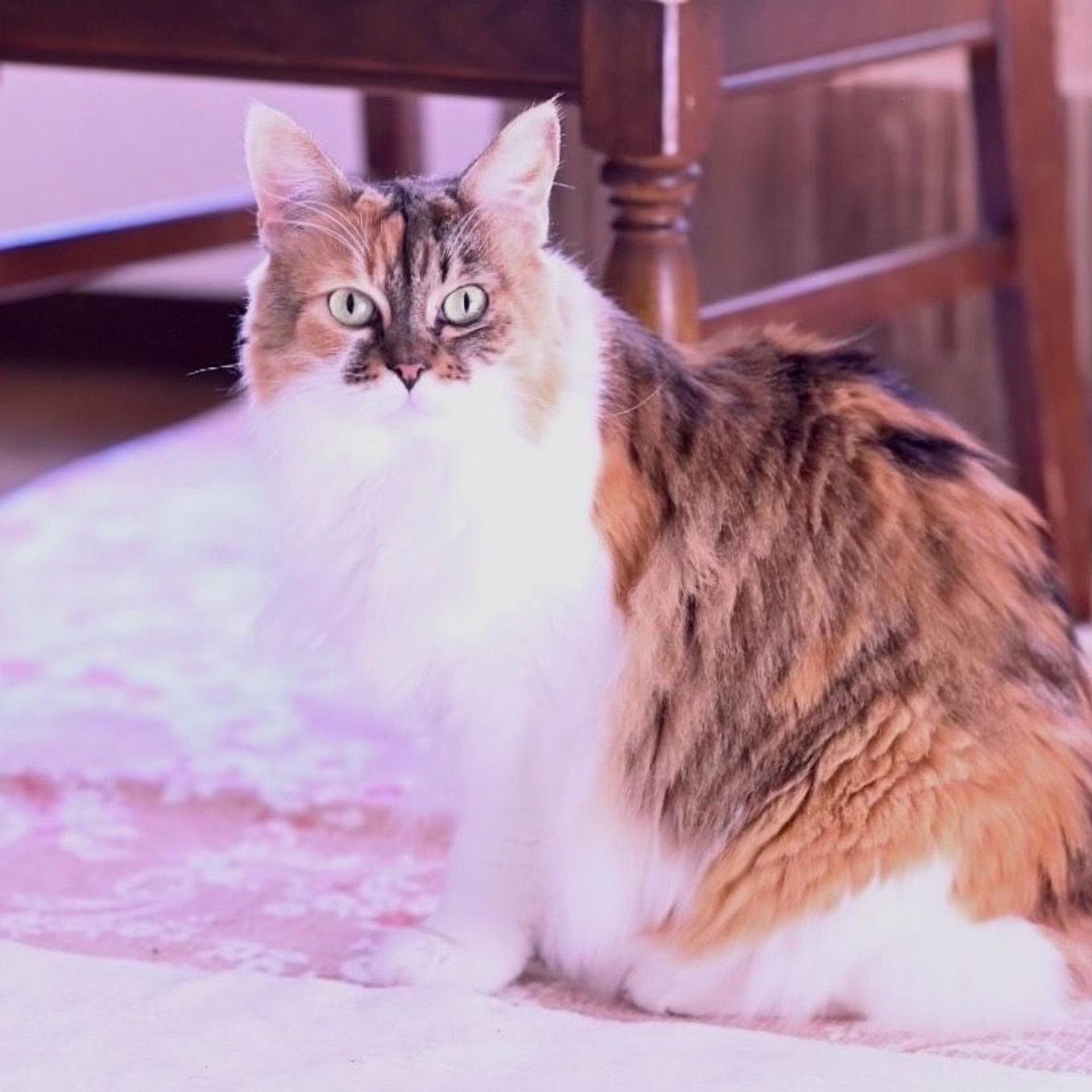 pet-image-8