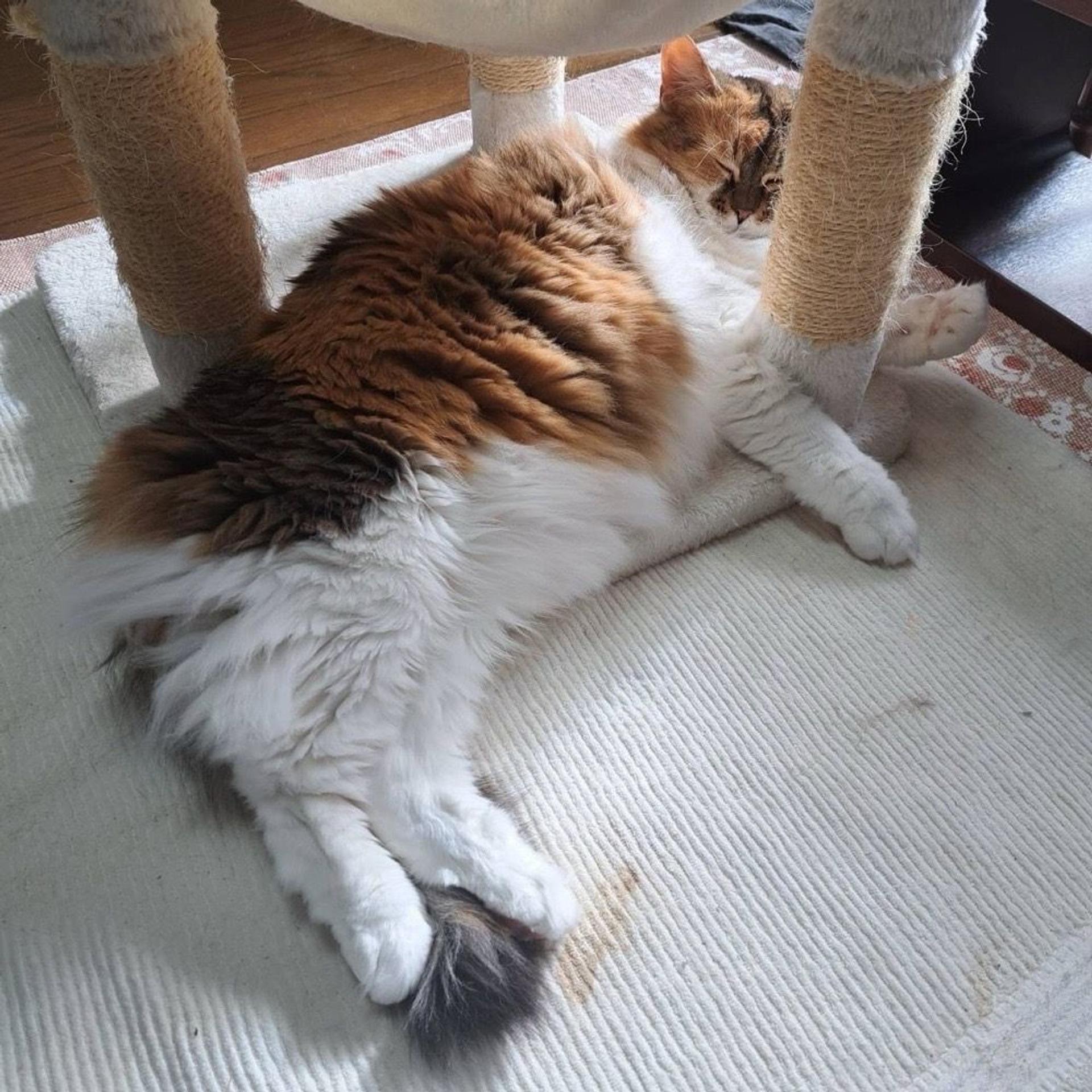 pet-image-2