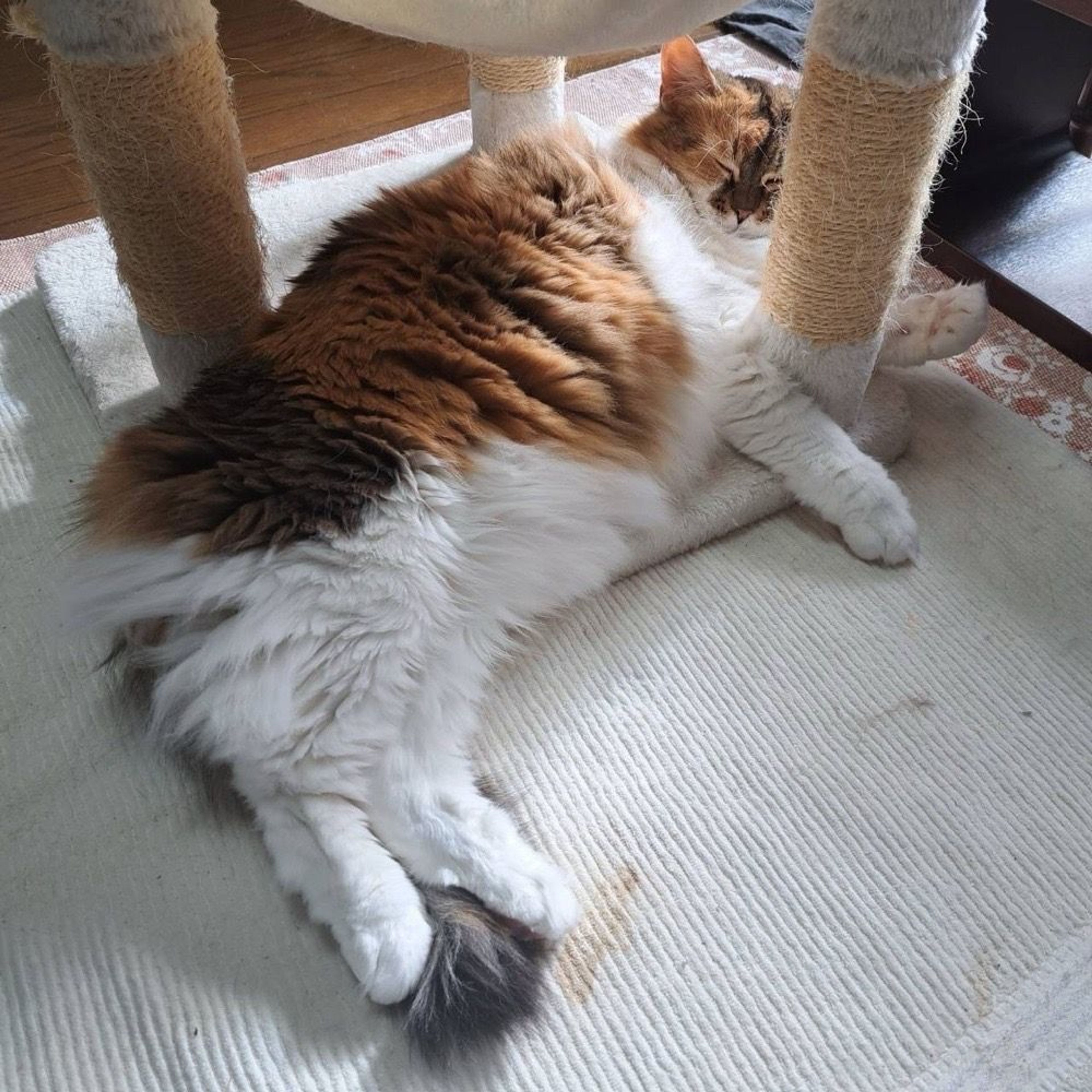 pet-image-2