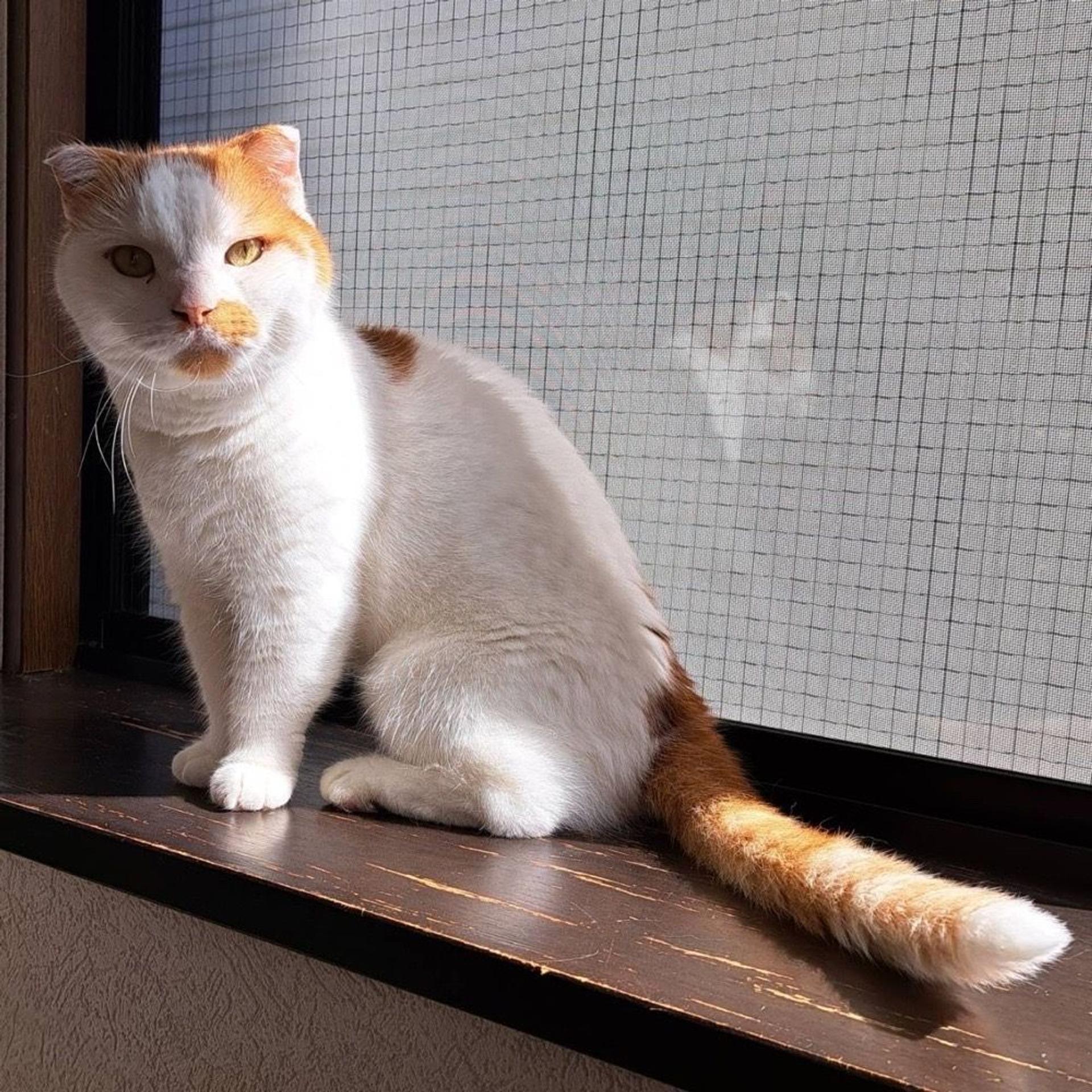 pet-image-5