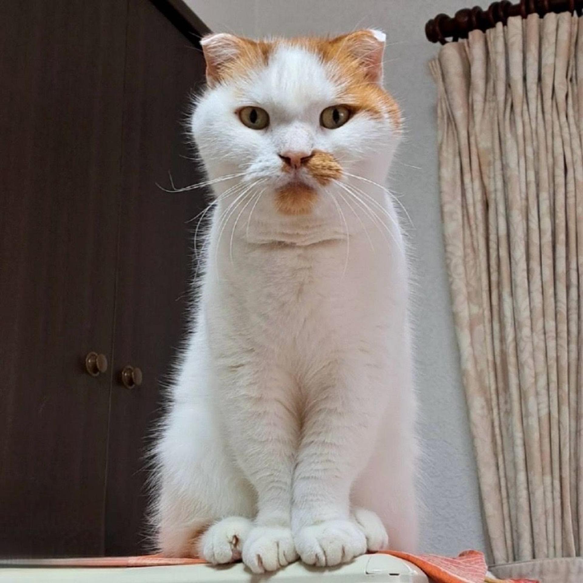 pet-image-7