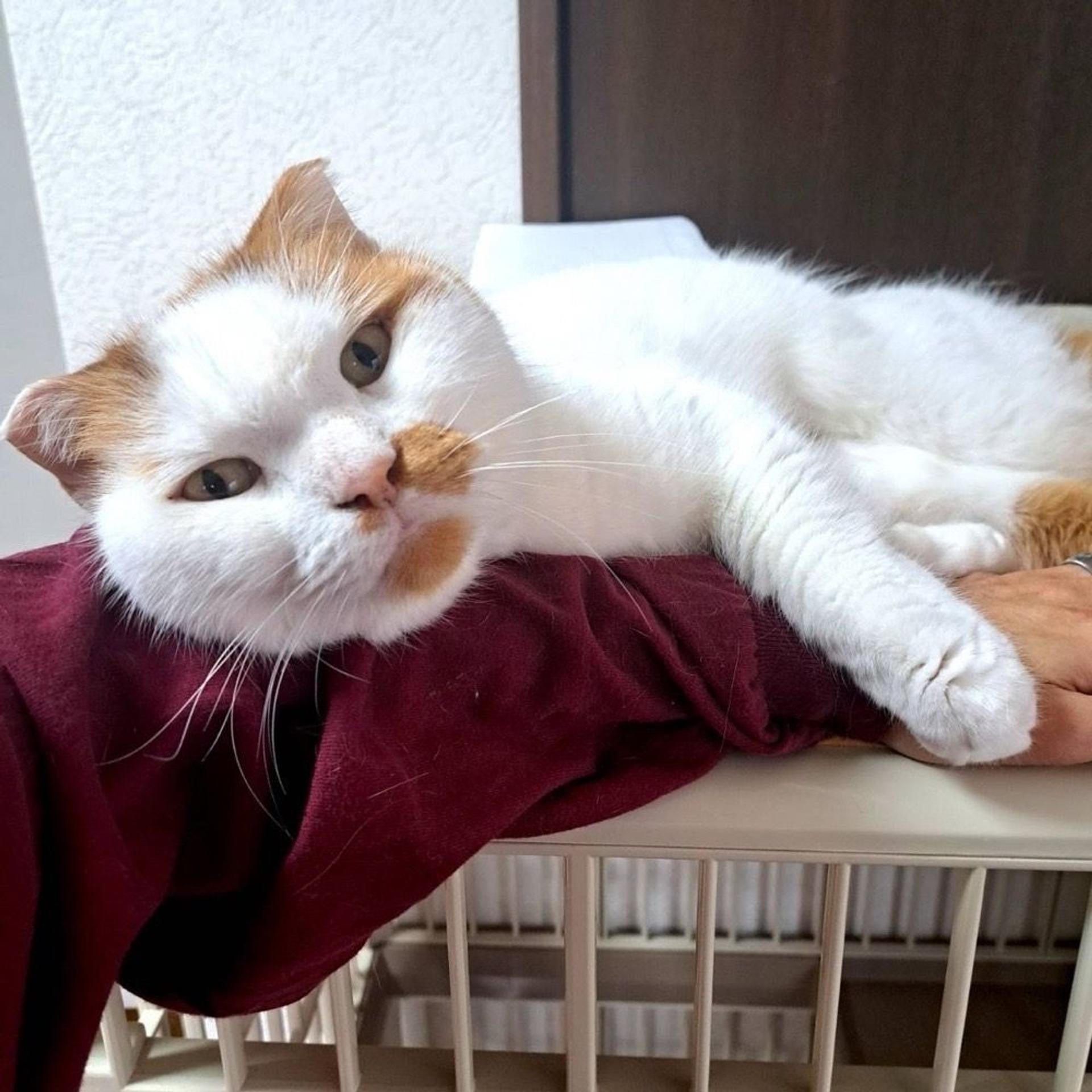 pet-image-6