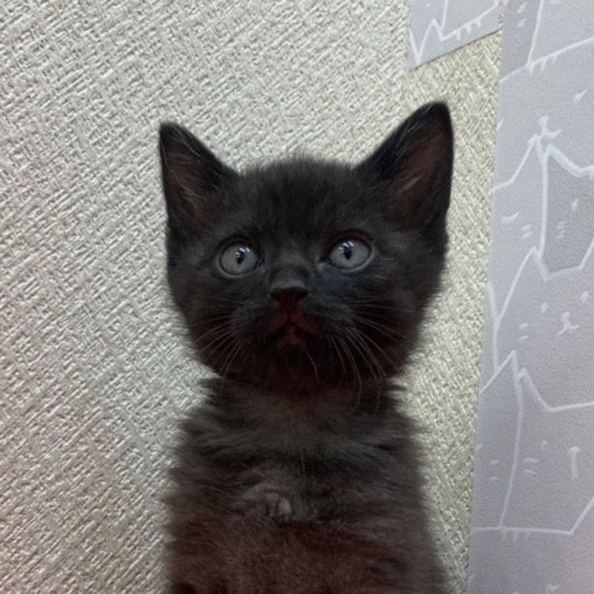 雑種（ミックス猫）・メスの里親募集の写真