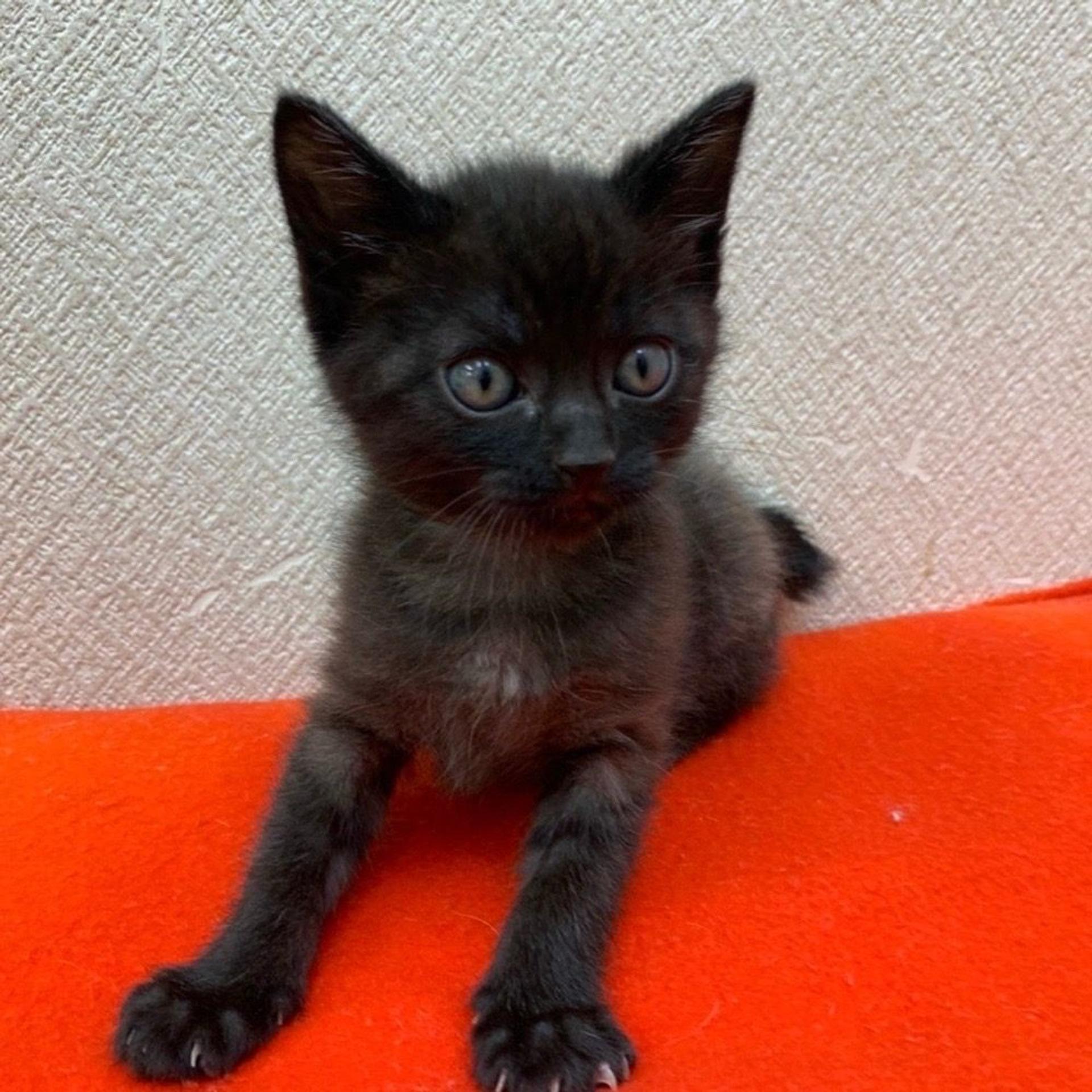 pet-image-5