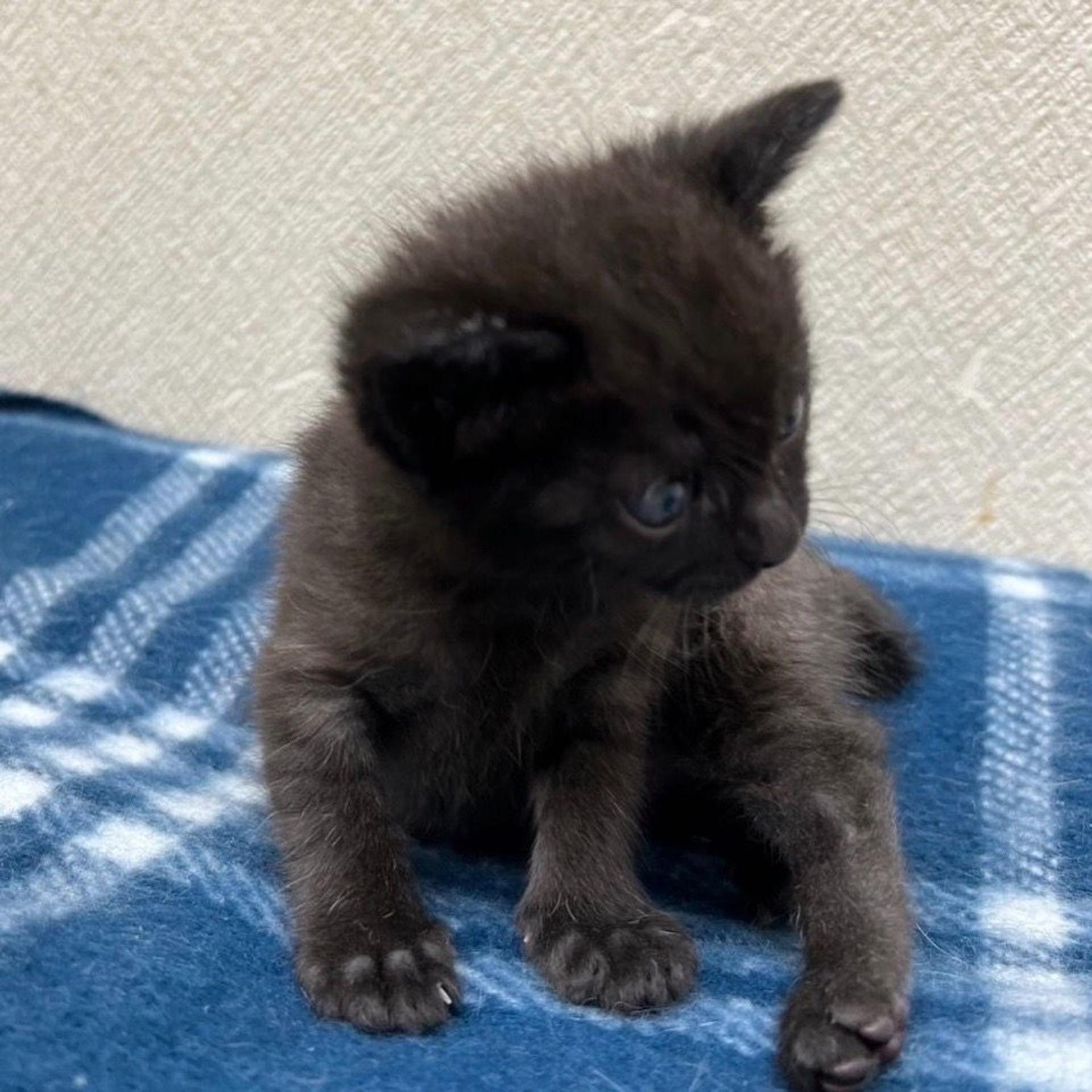 pet-image-6