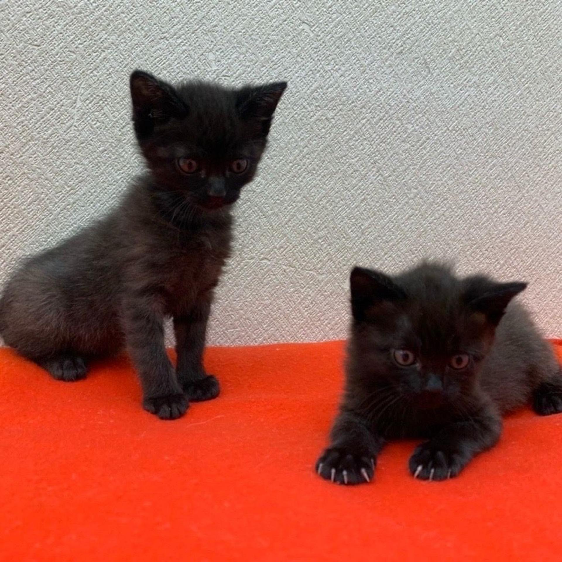 pet-image-8