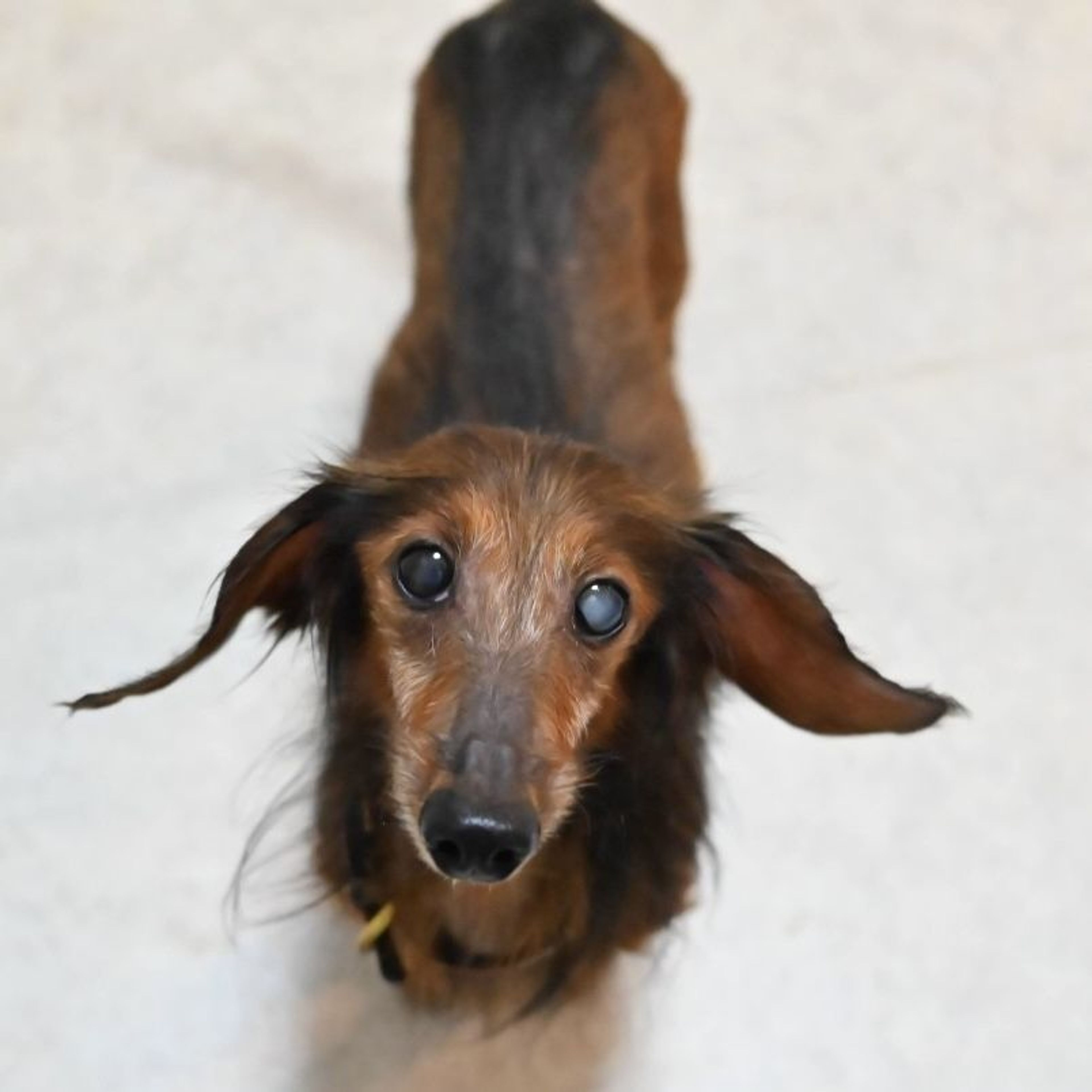 pet-image-8
