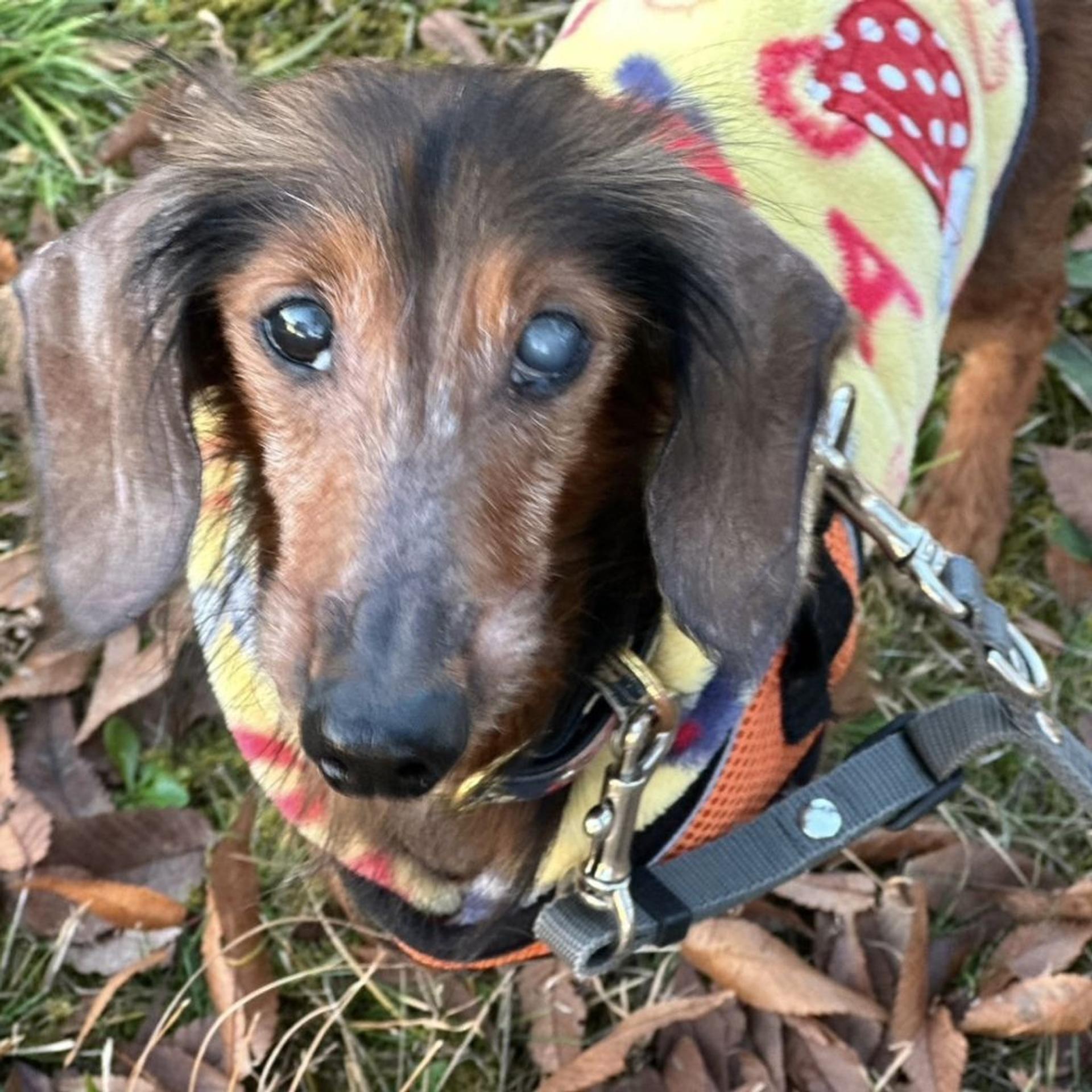 pet-image-4