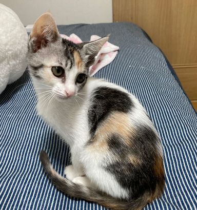 ちぃちゃん