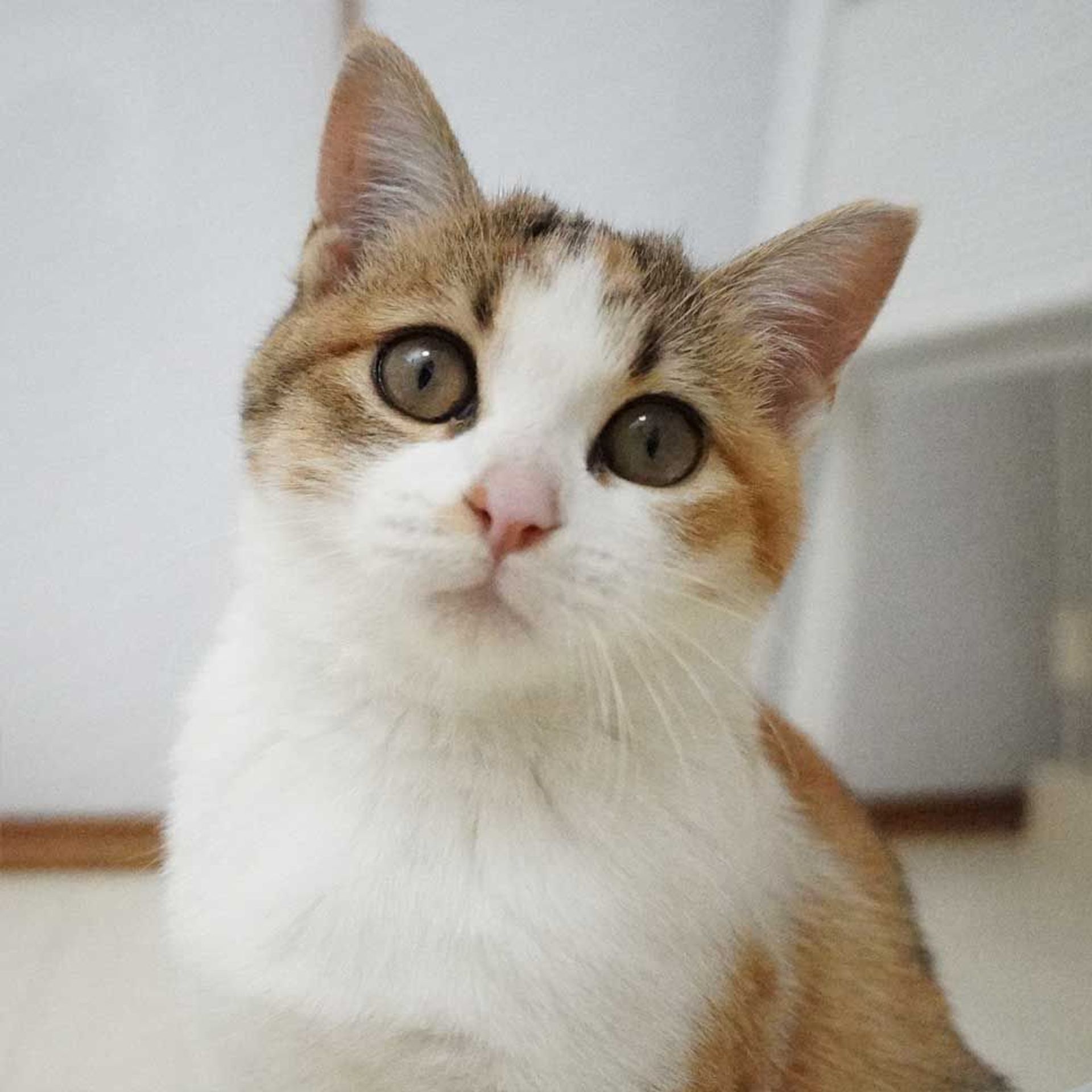 雑種（ミックス猫）・メスの里親募集の写真