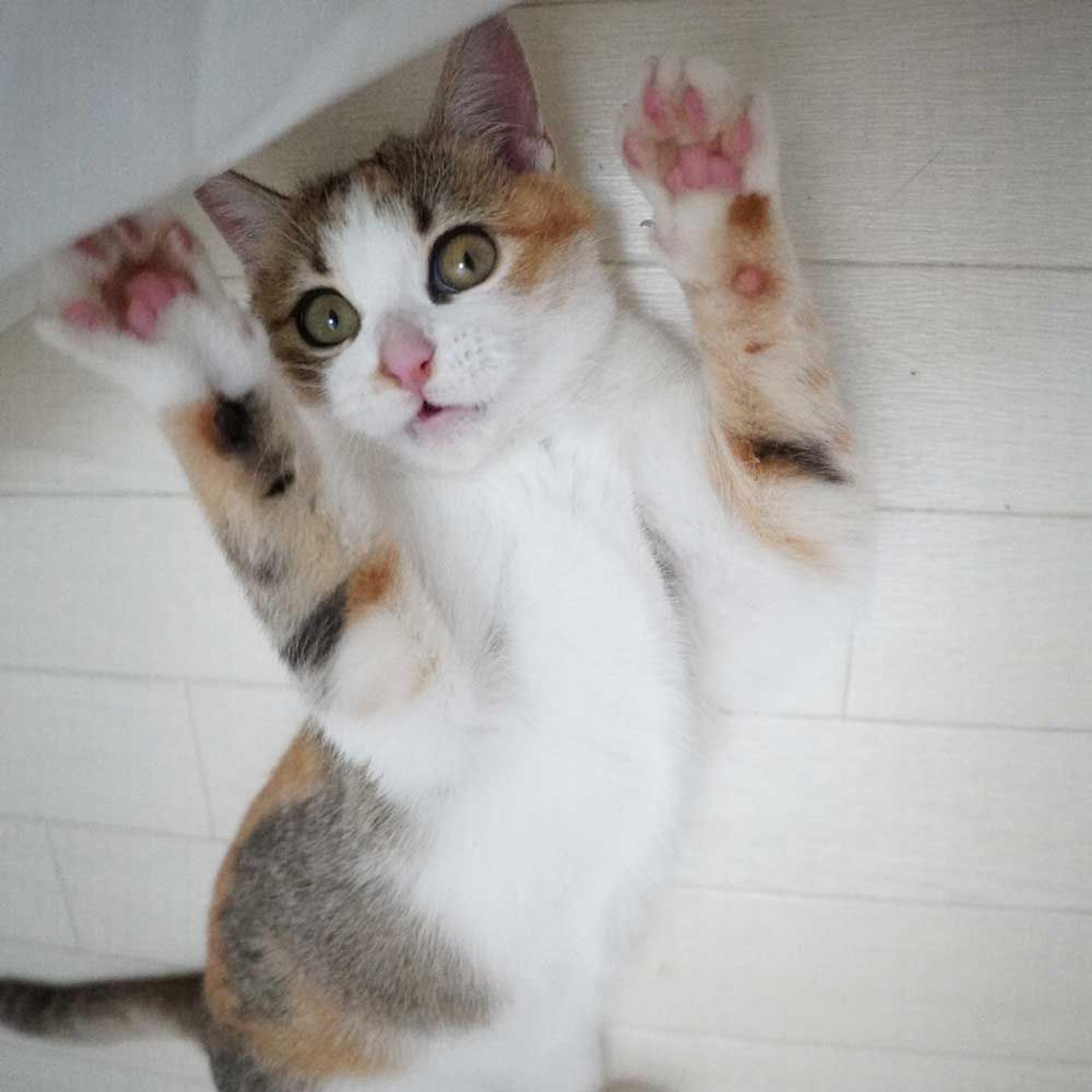 pet-image-4