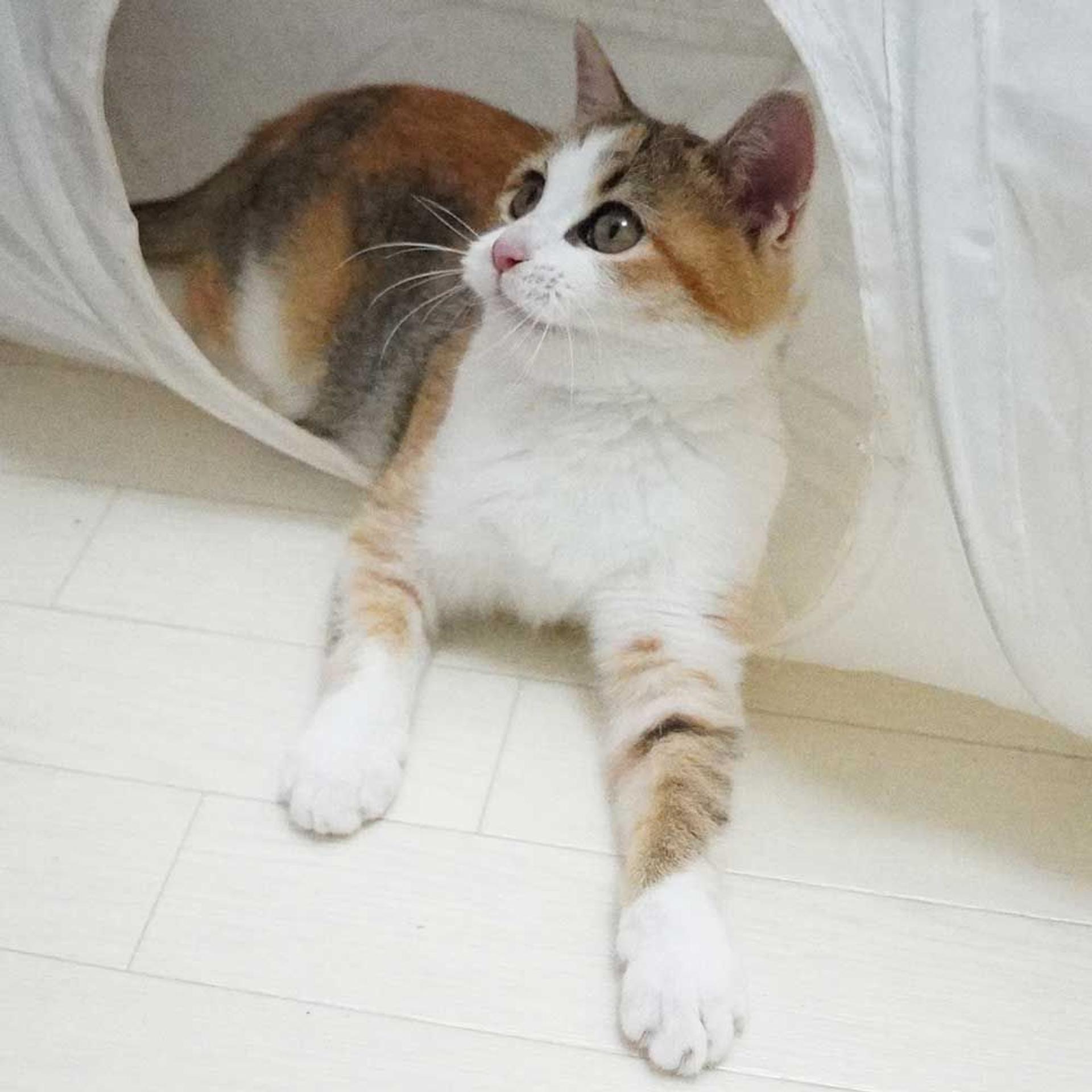 pet-image-8