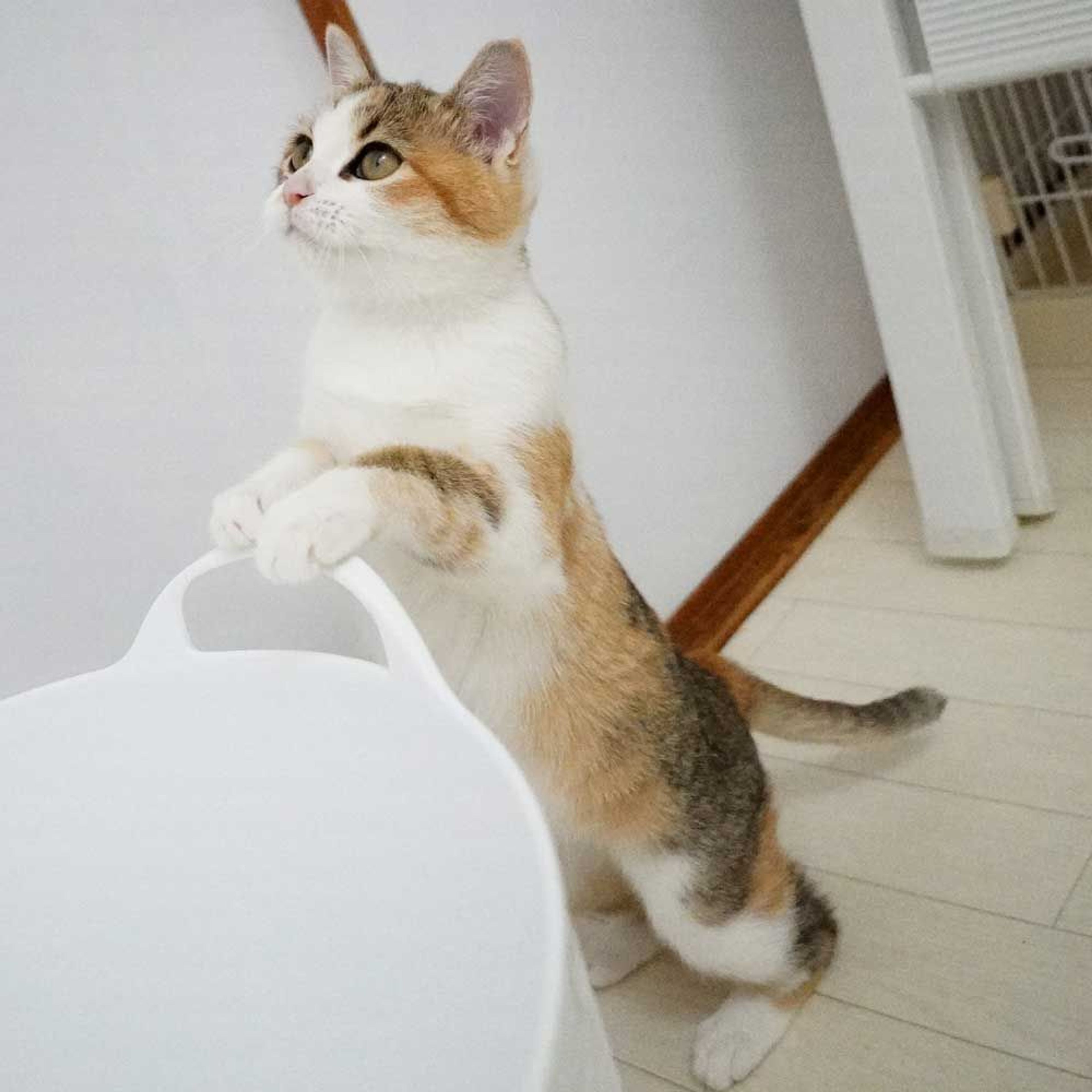 pet-image-9