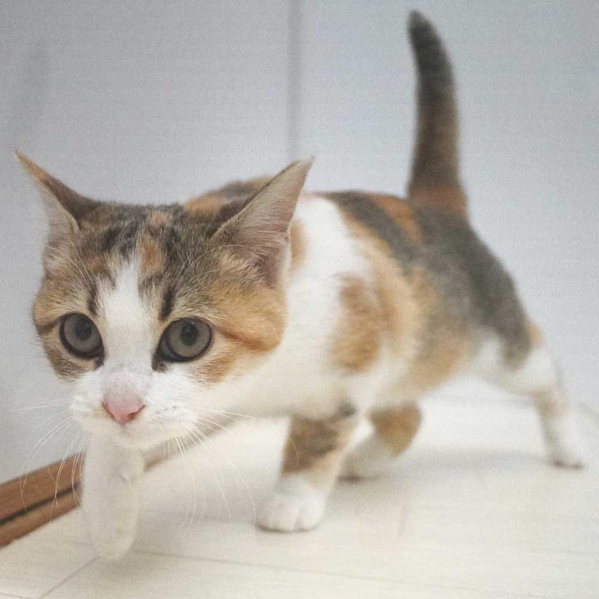 pet-image-10