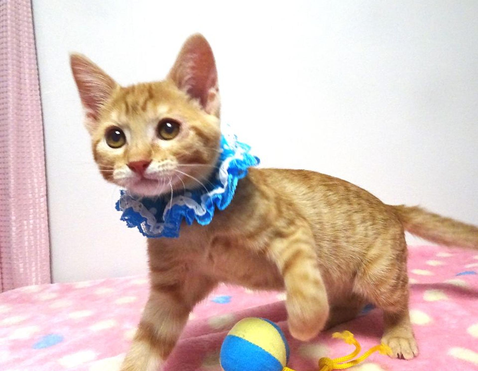pet-image-2