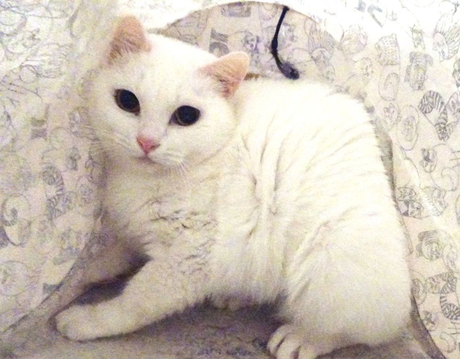 雑種（ミックス猫）・メスの里親募集の写真
