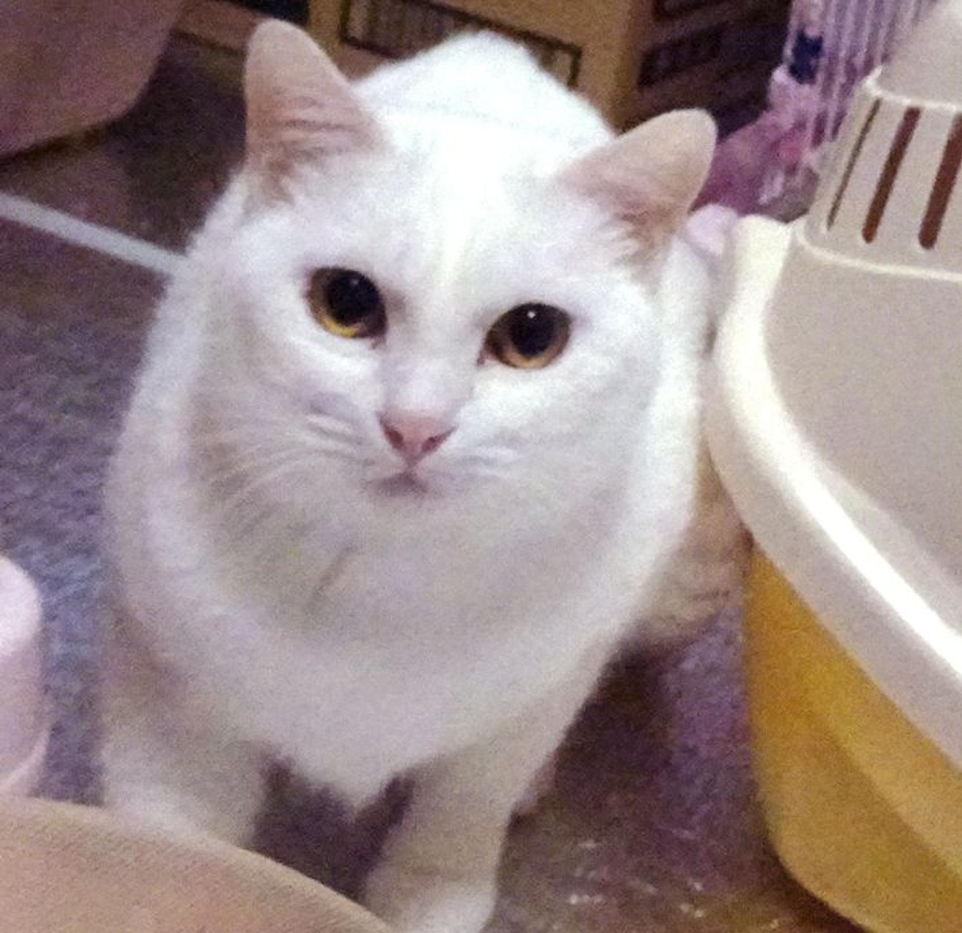 pet-image-3