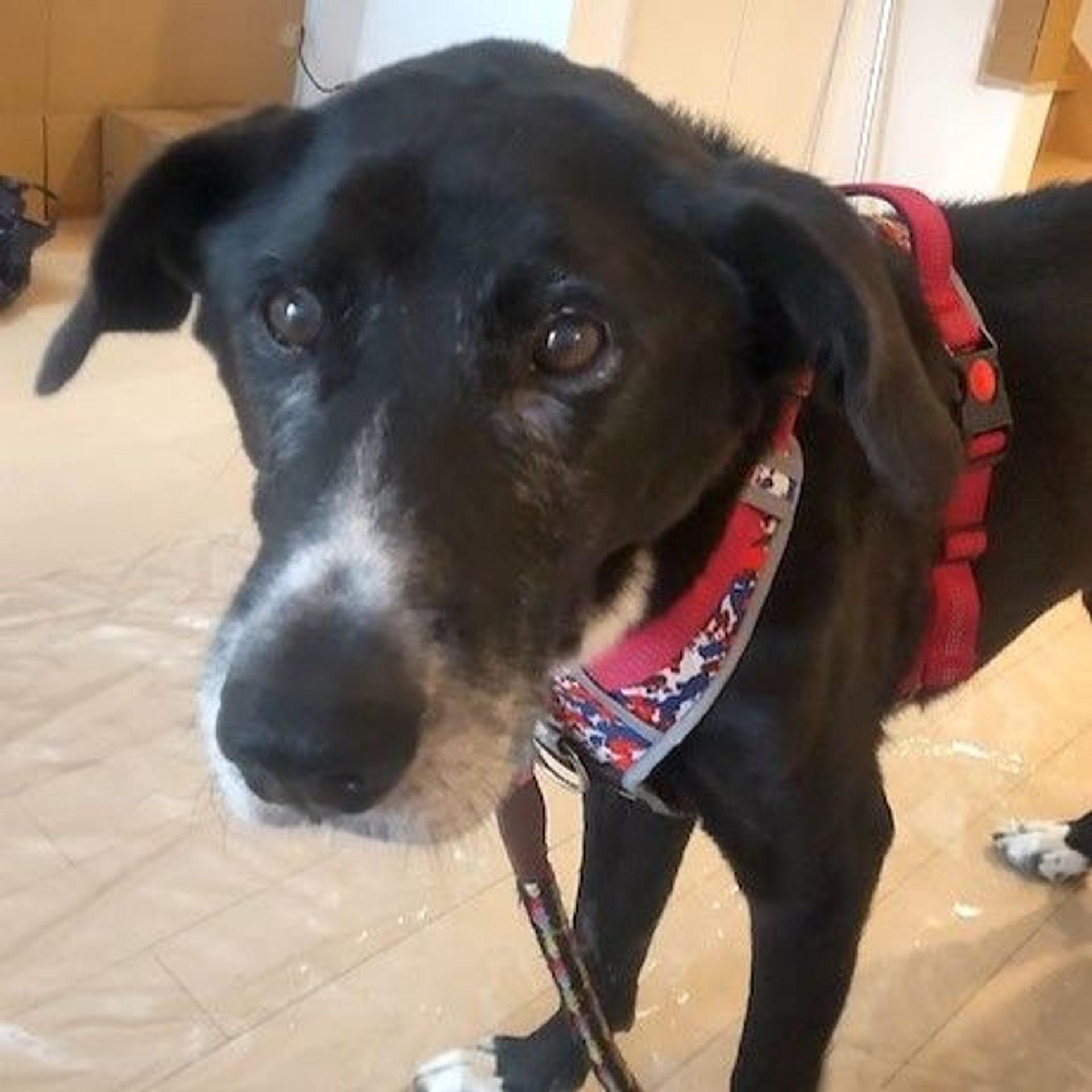 雑種（ミックス犬）・オスの里親募集の写真