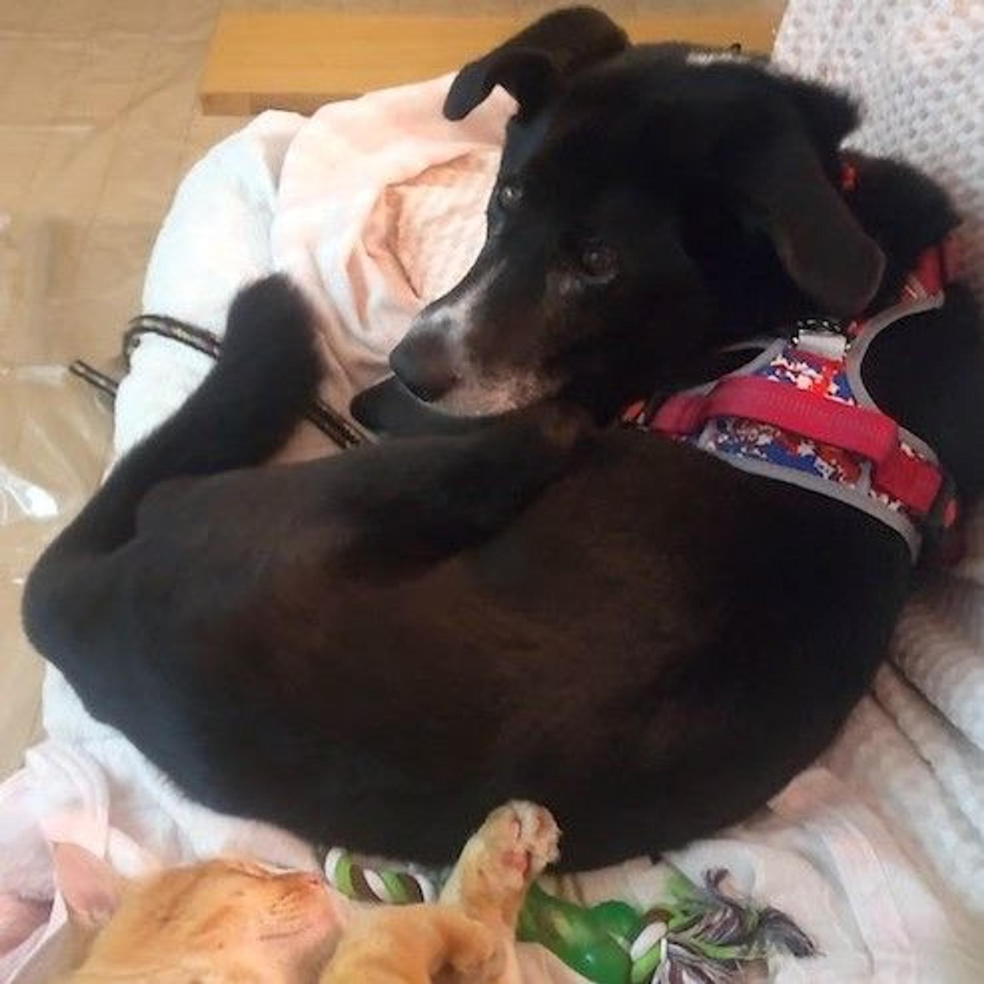pet-image-4