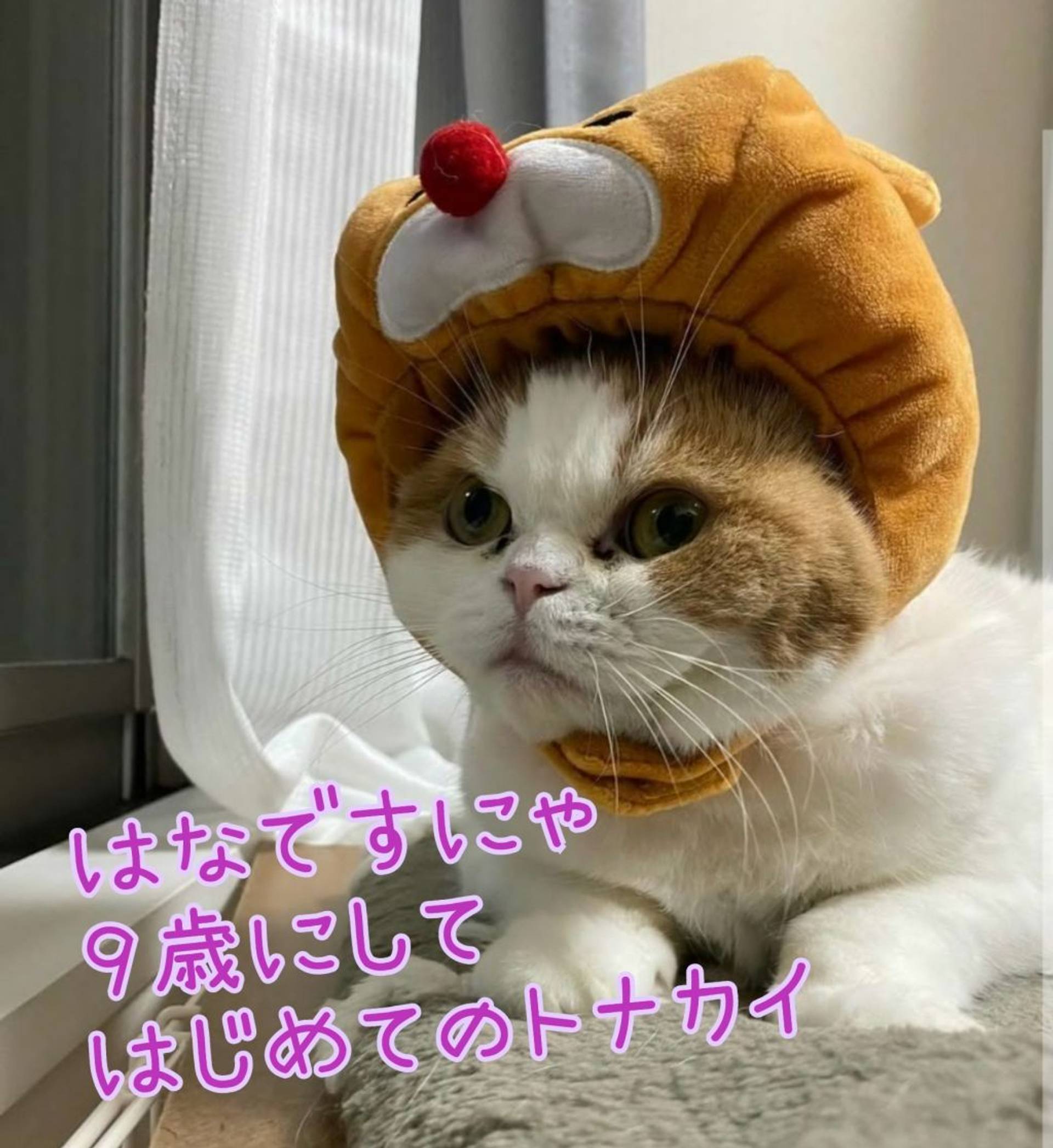 スコティッシュフォールド・メスの里親募集の写真