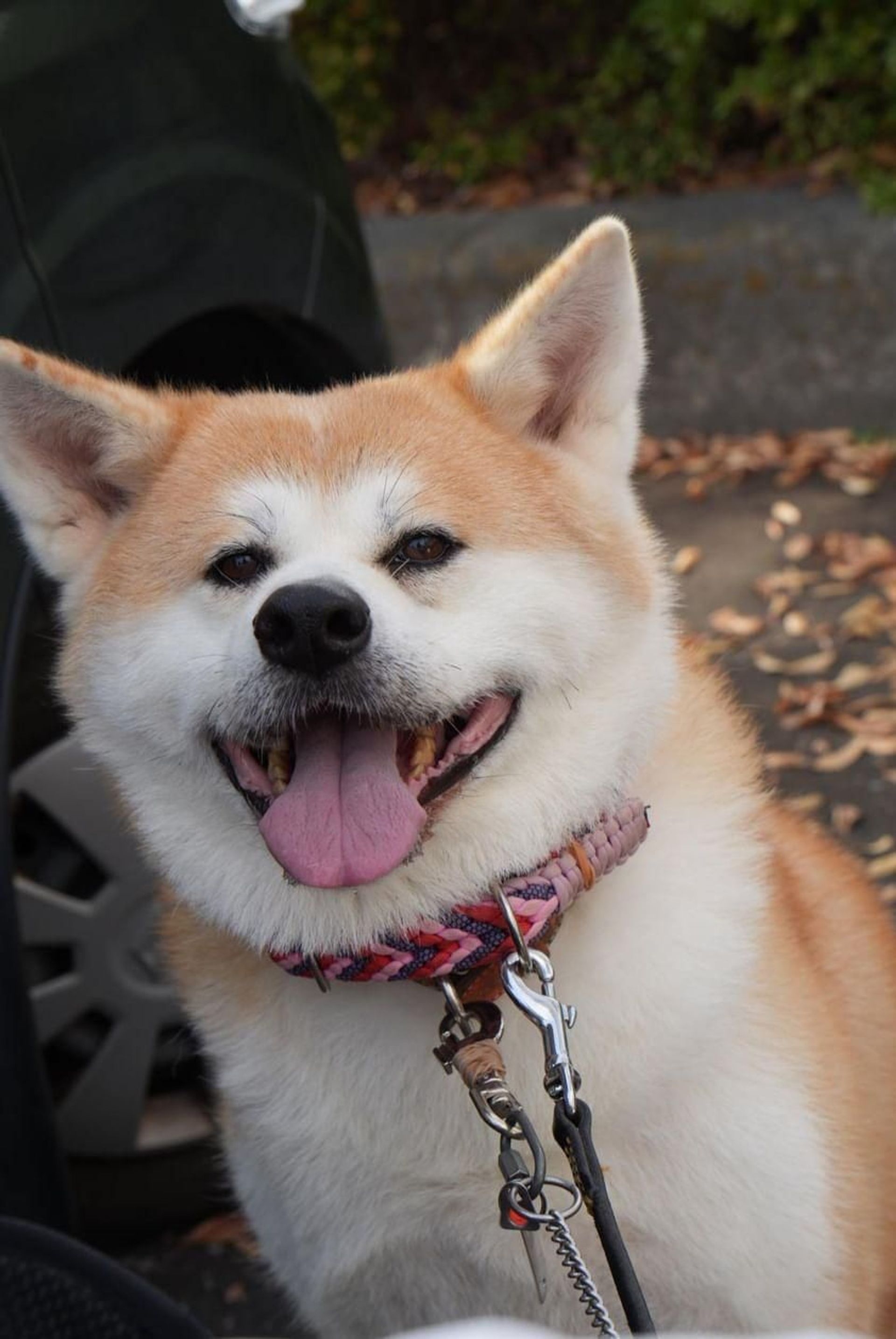 秋田犬・メスの里親募集の写真