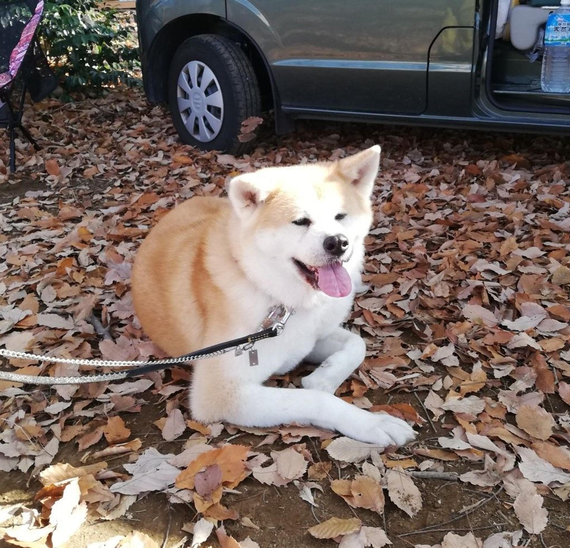 pet-image-4