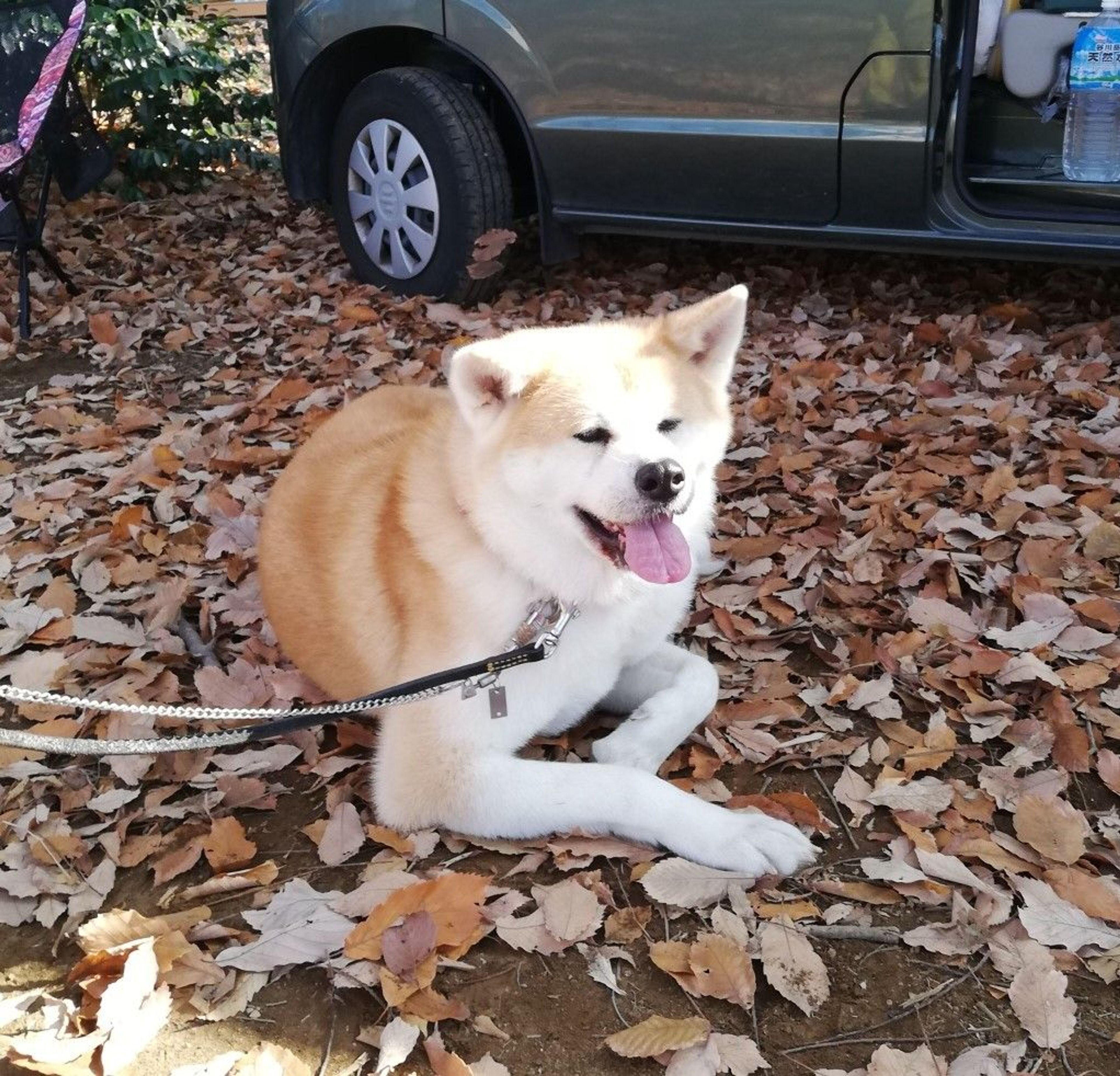 pet-image-4
