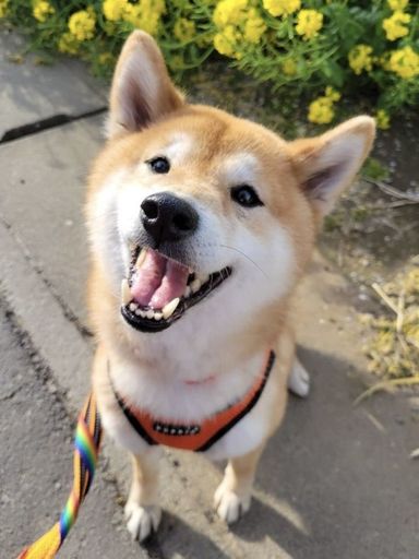 きなこの写真
