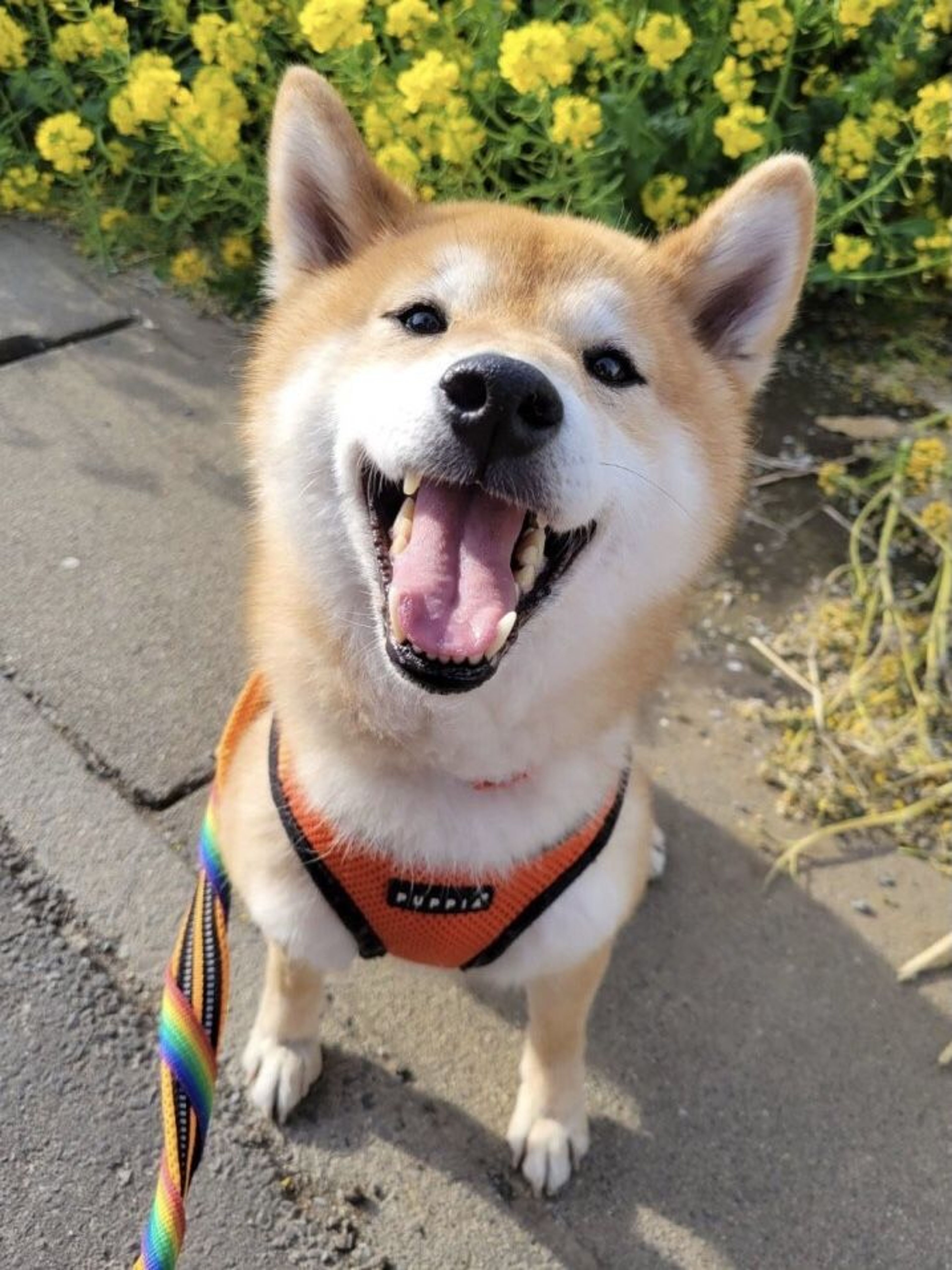 pet-image-2