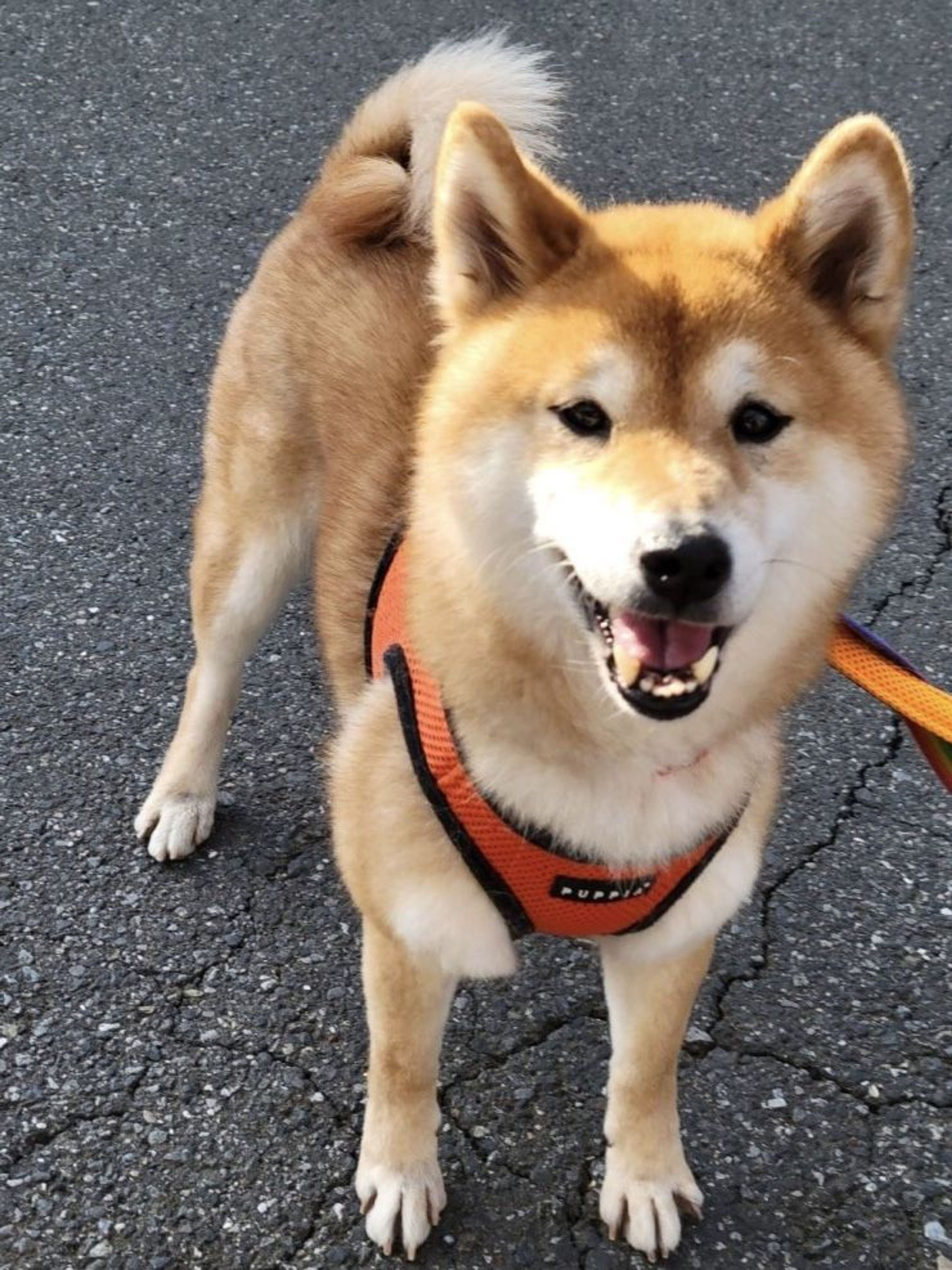 pet-image-3