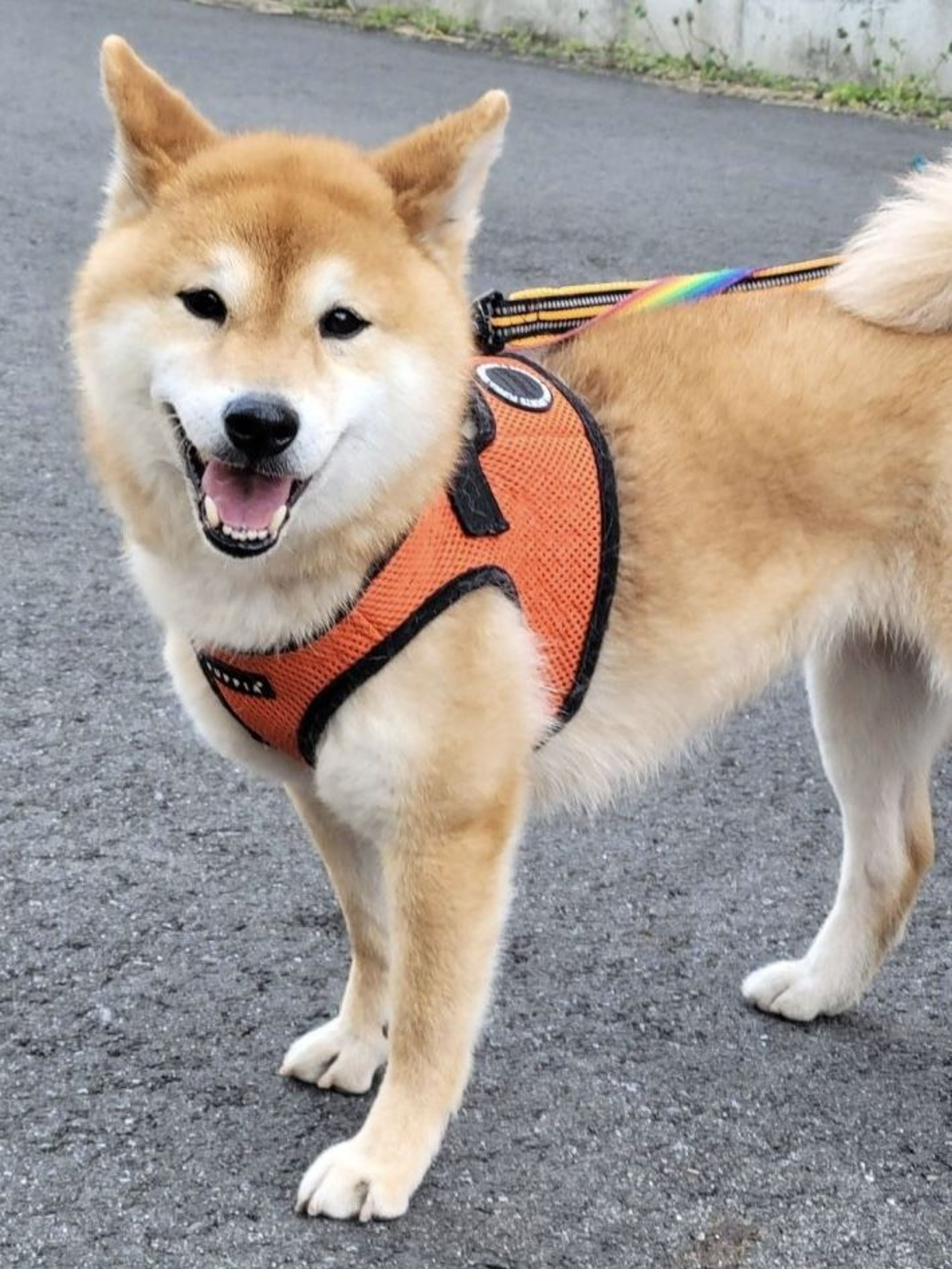 pet-image-4