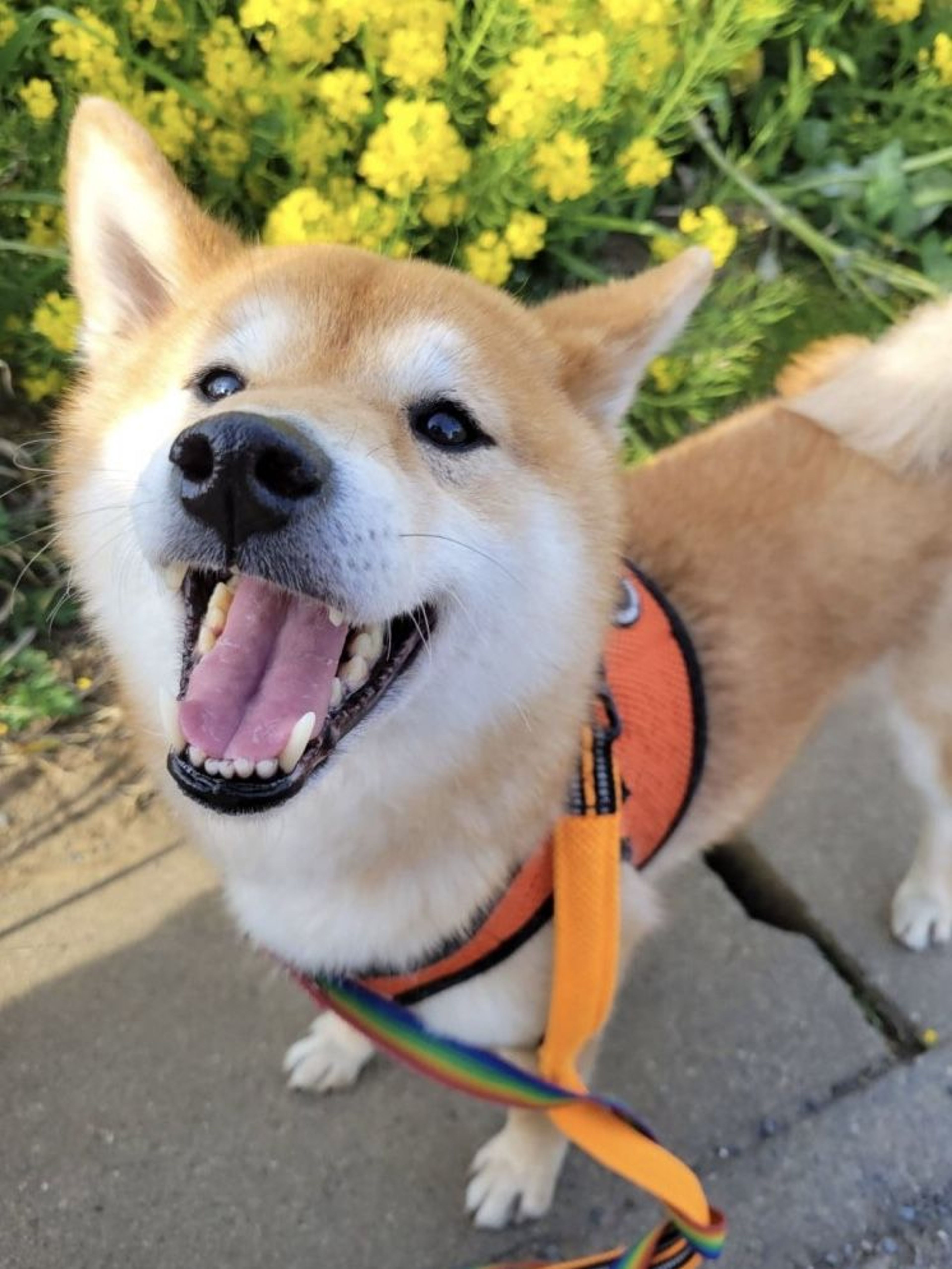 pet-image-5