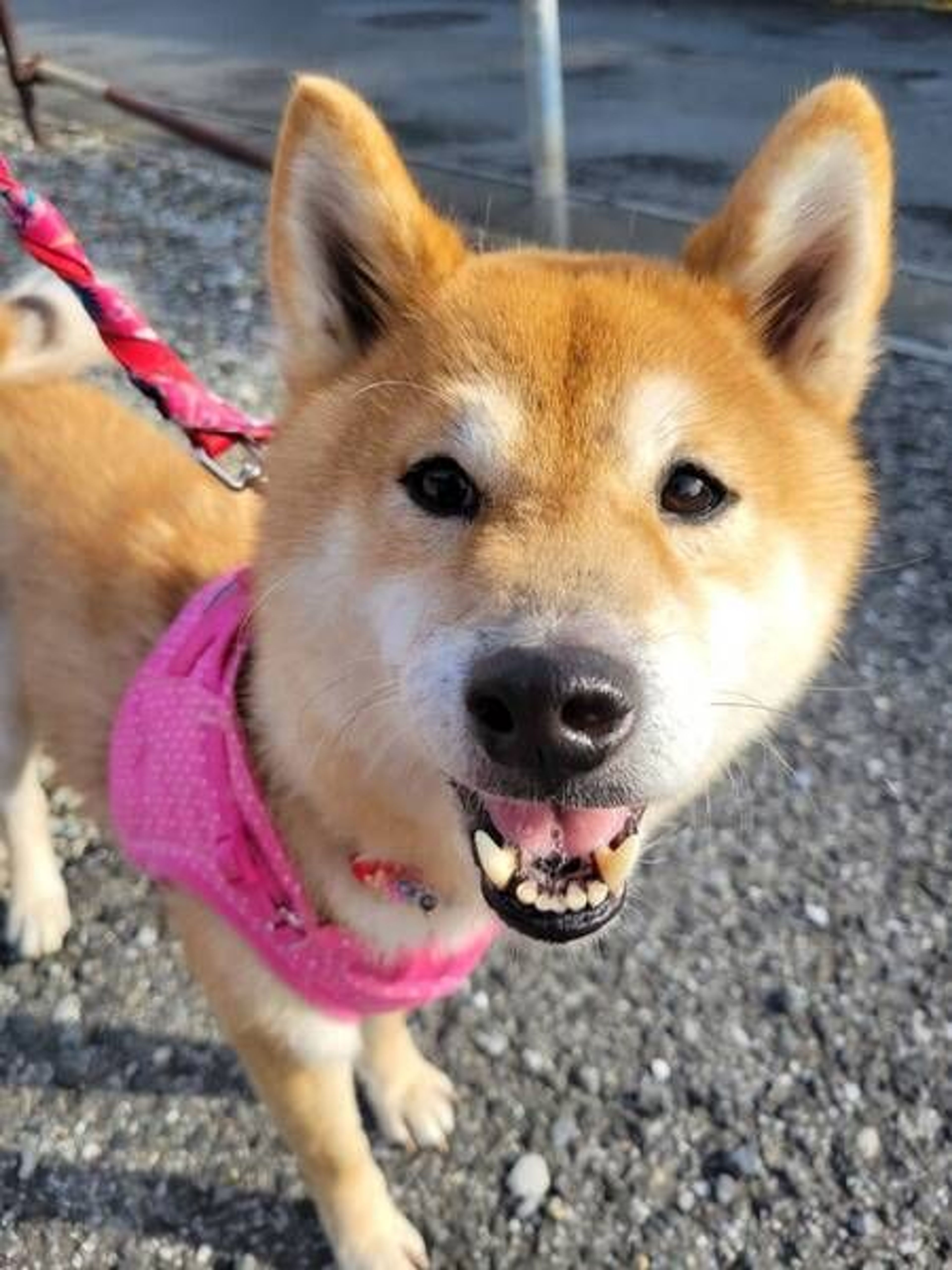 pet-image-6