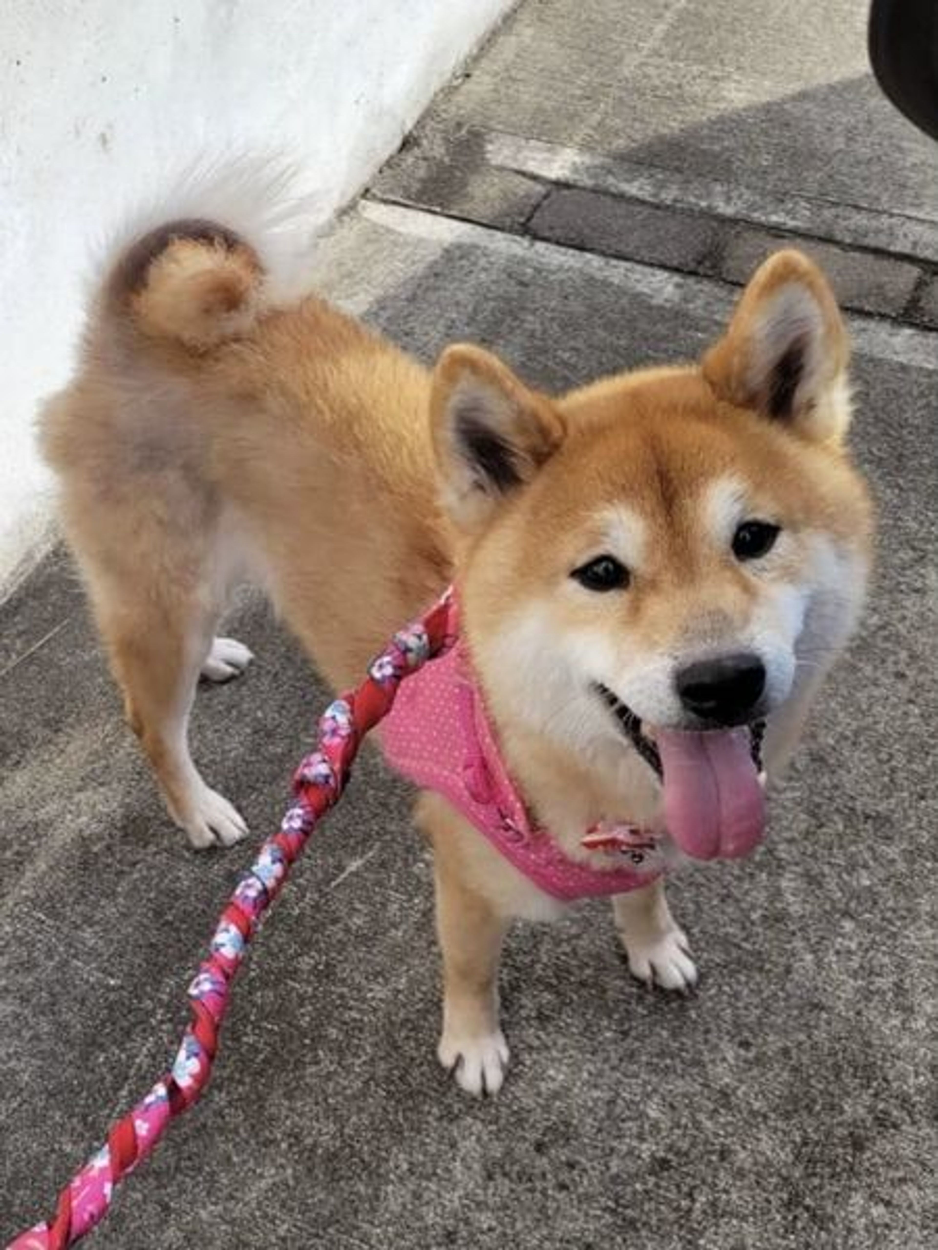 pet-image-8