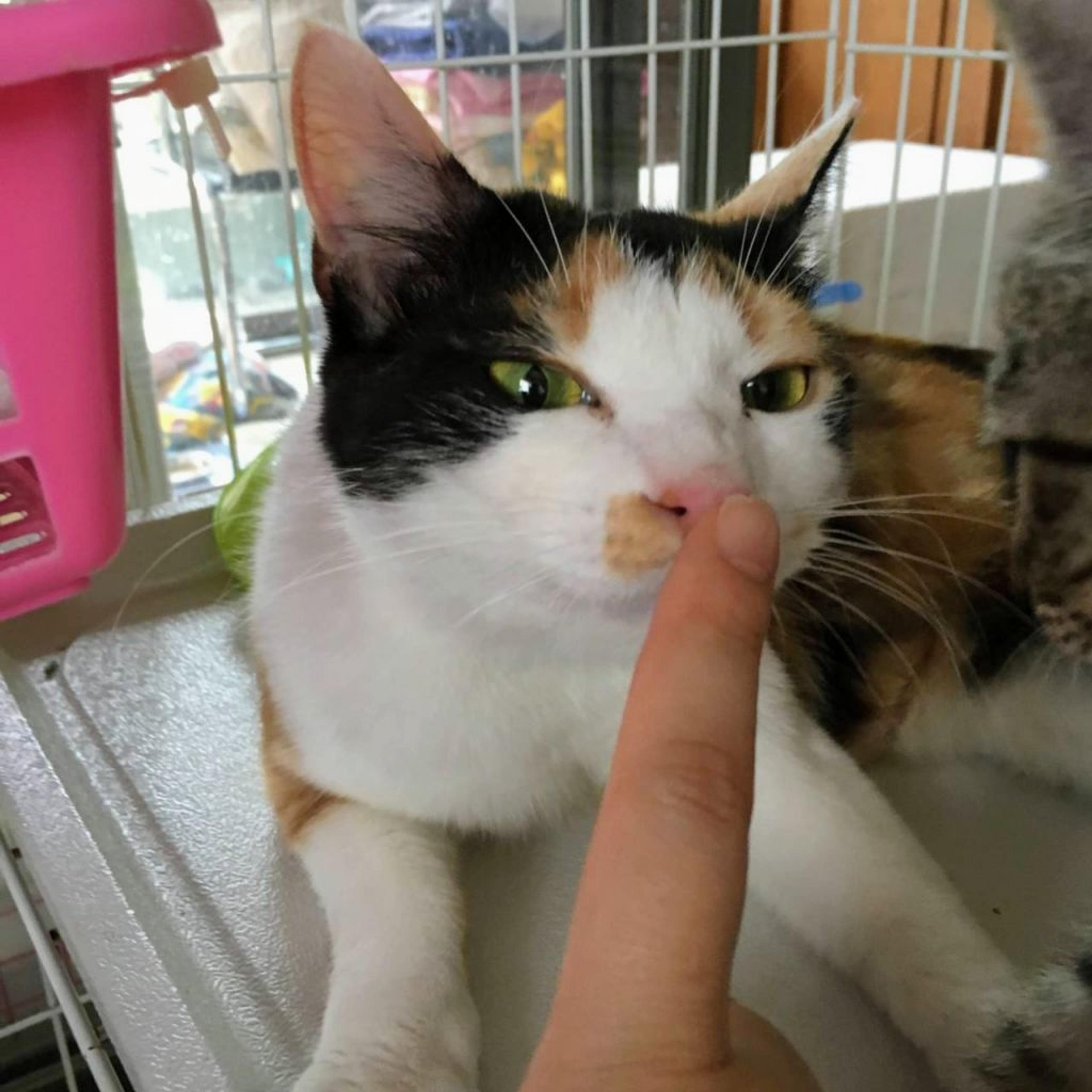 pet-image-3