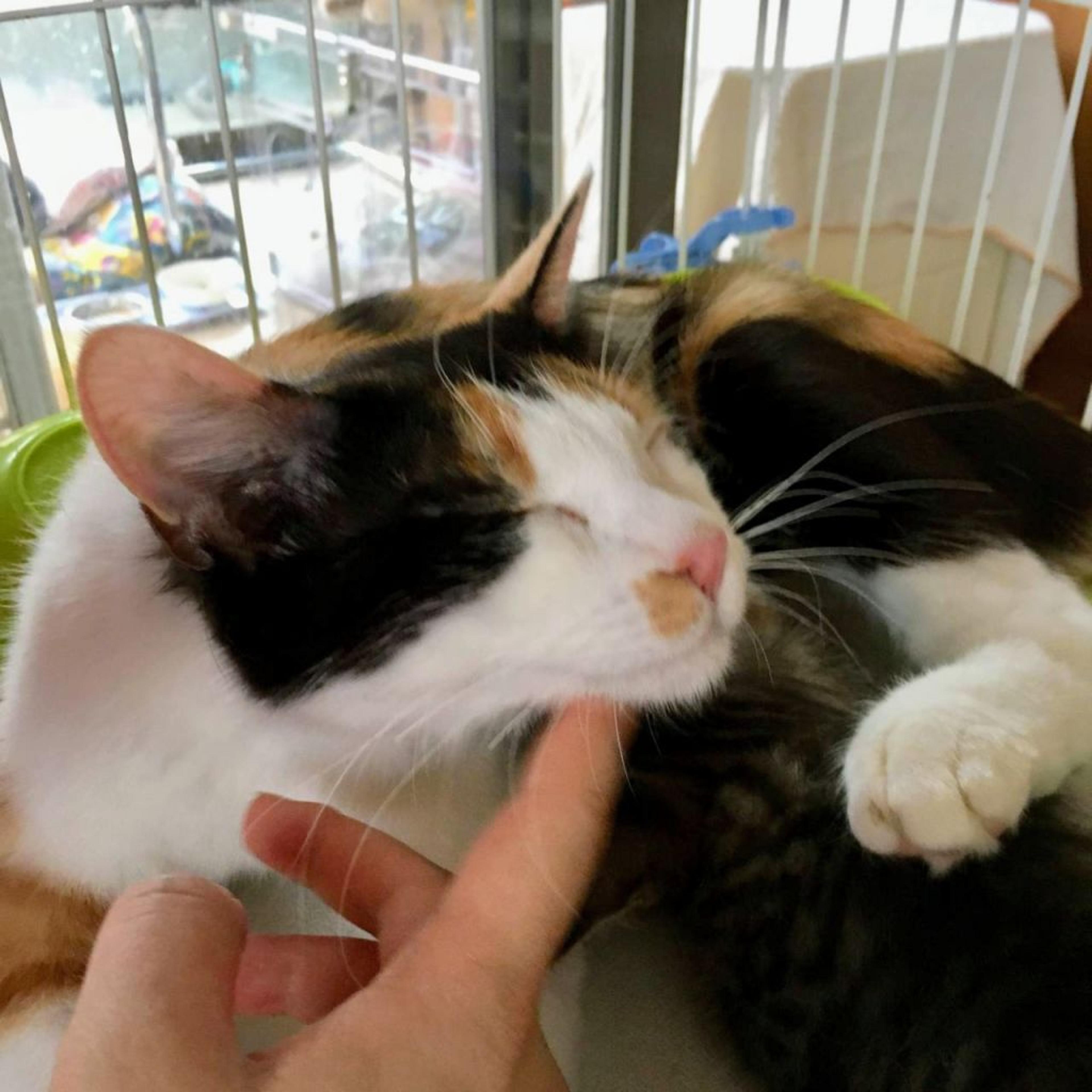 pet-image-5