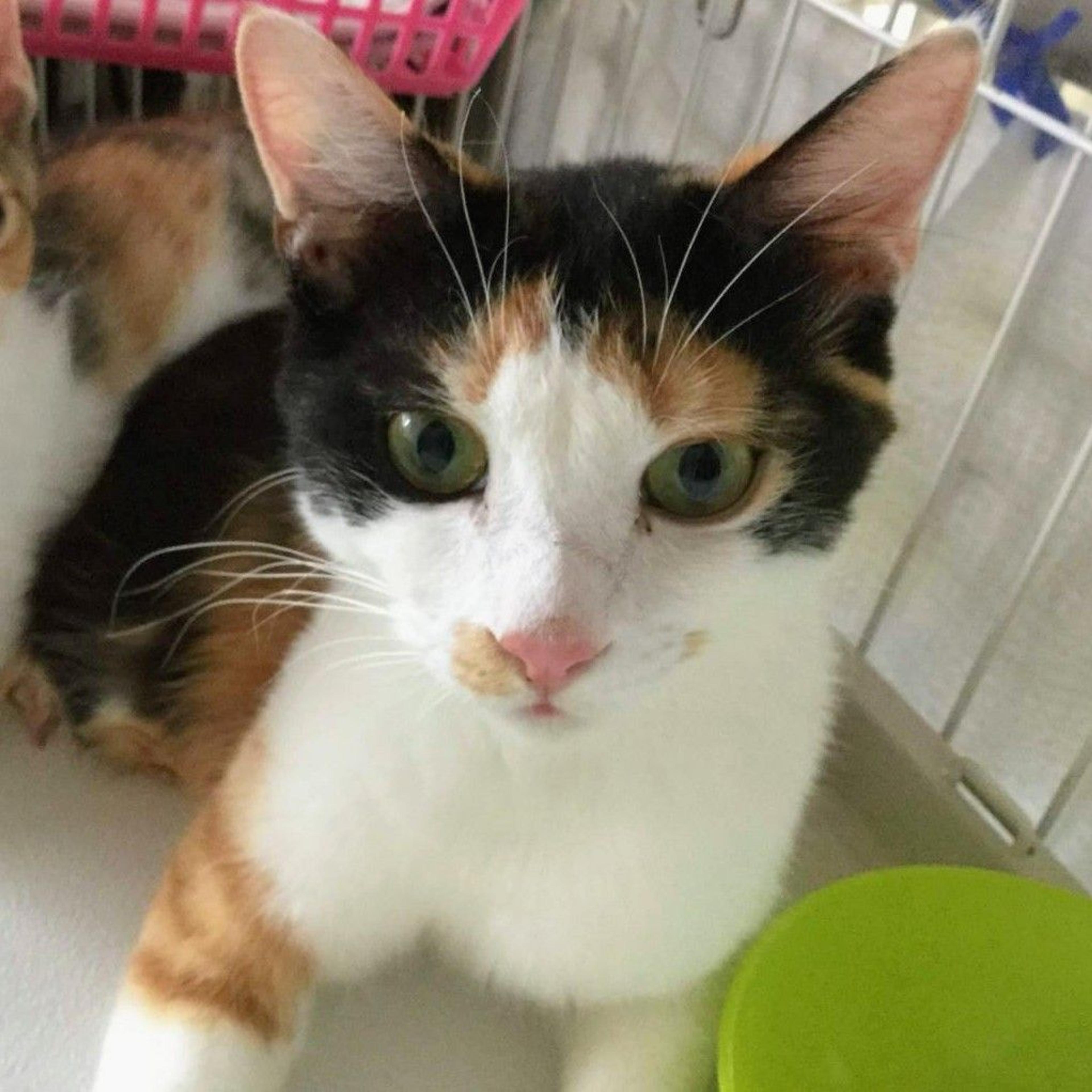 pet-image-6