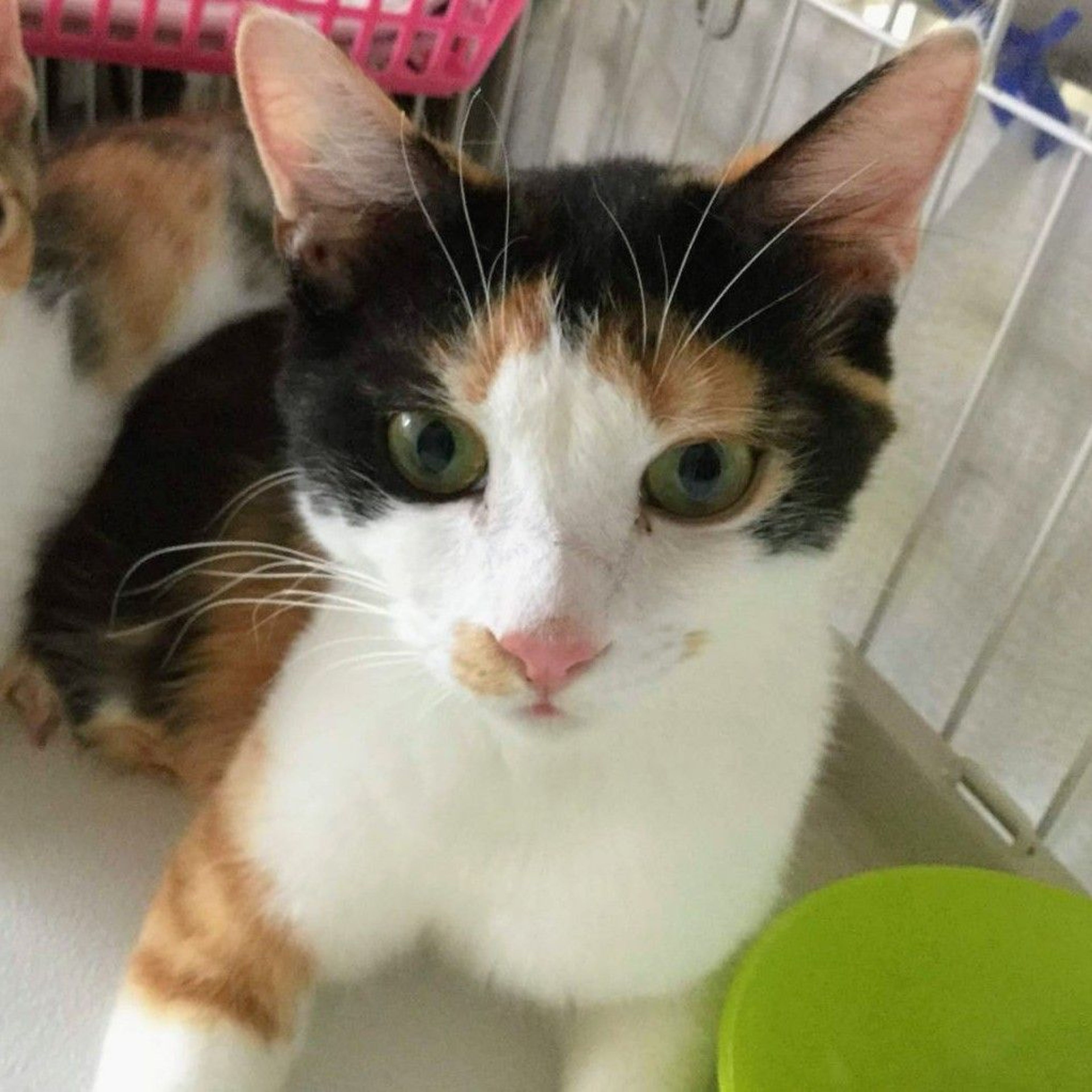 pet-image-6