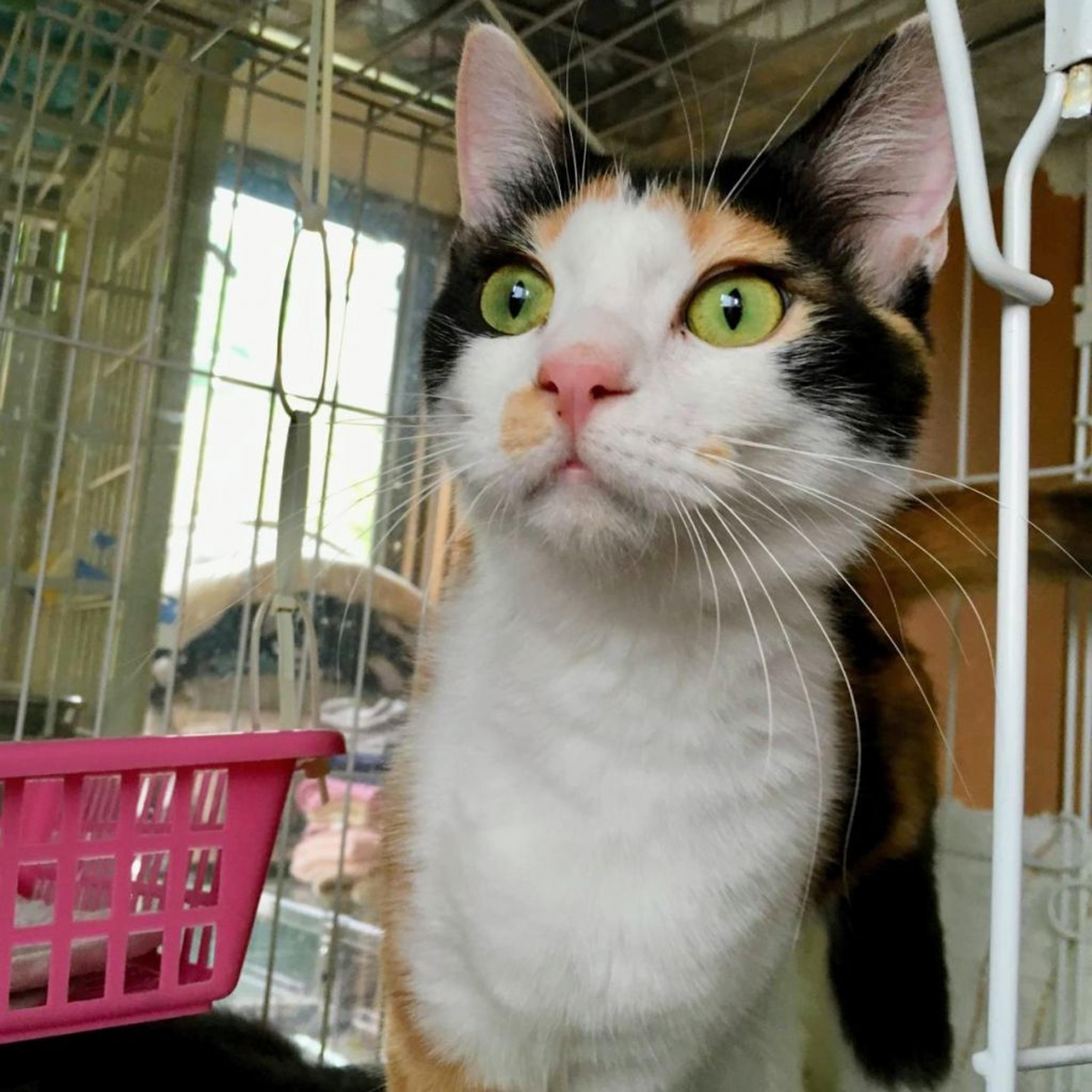 pet-image-7