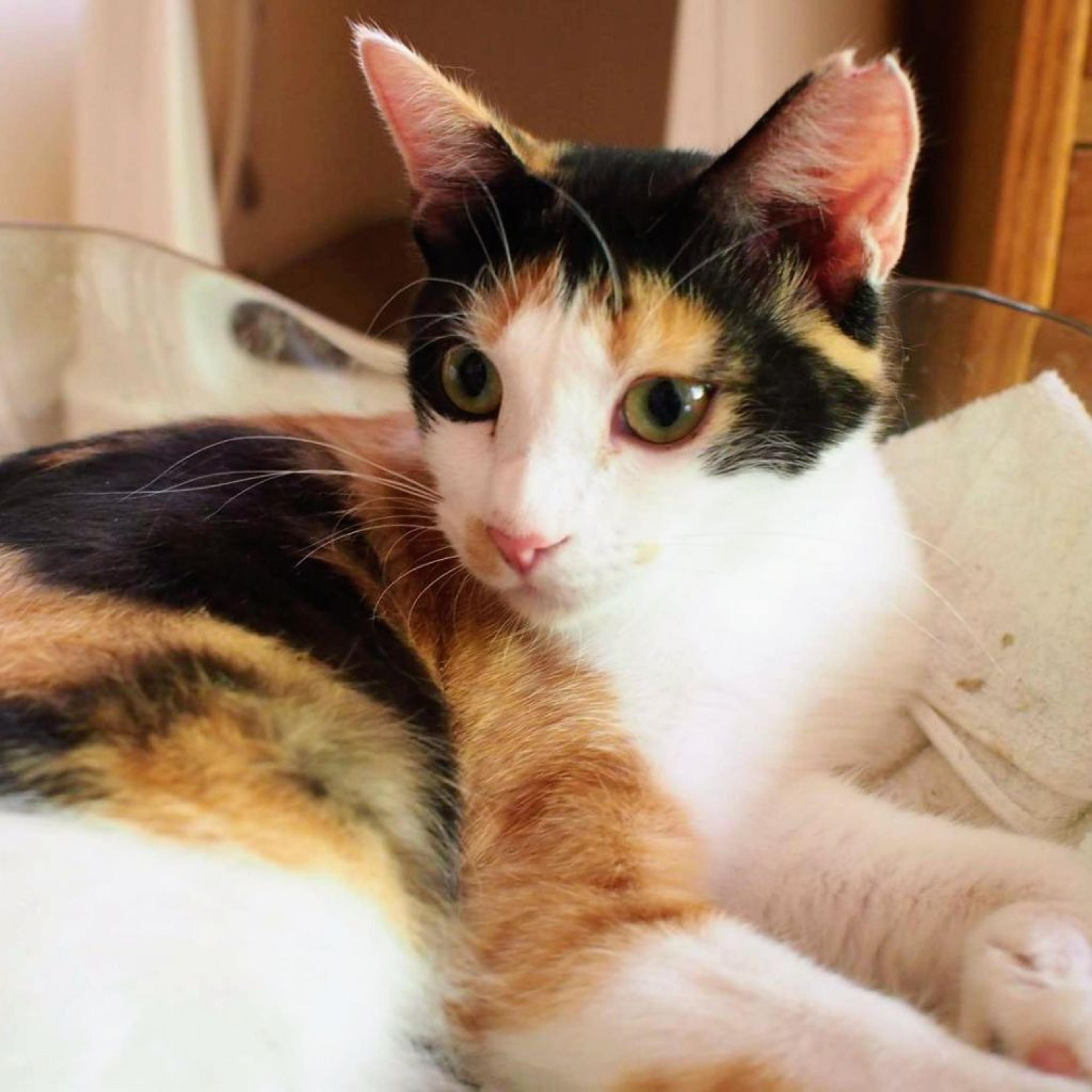 pet-image-2