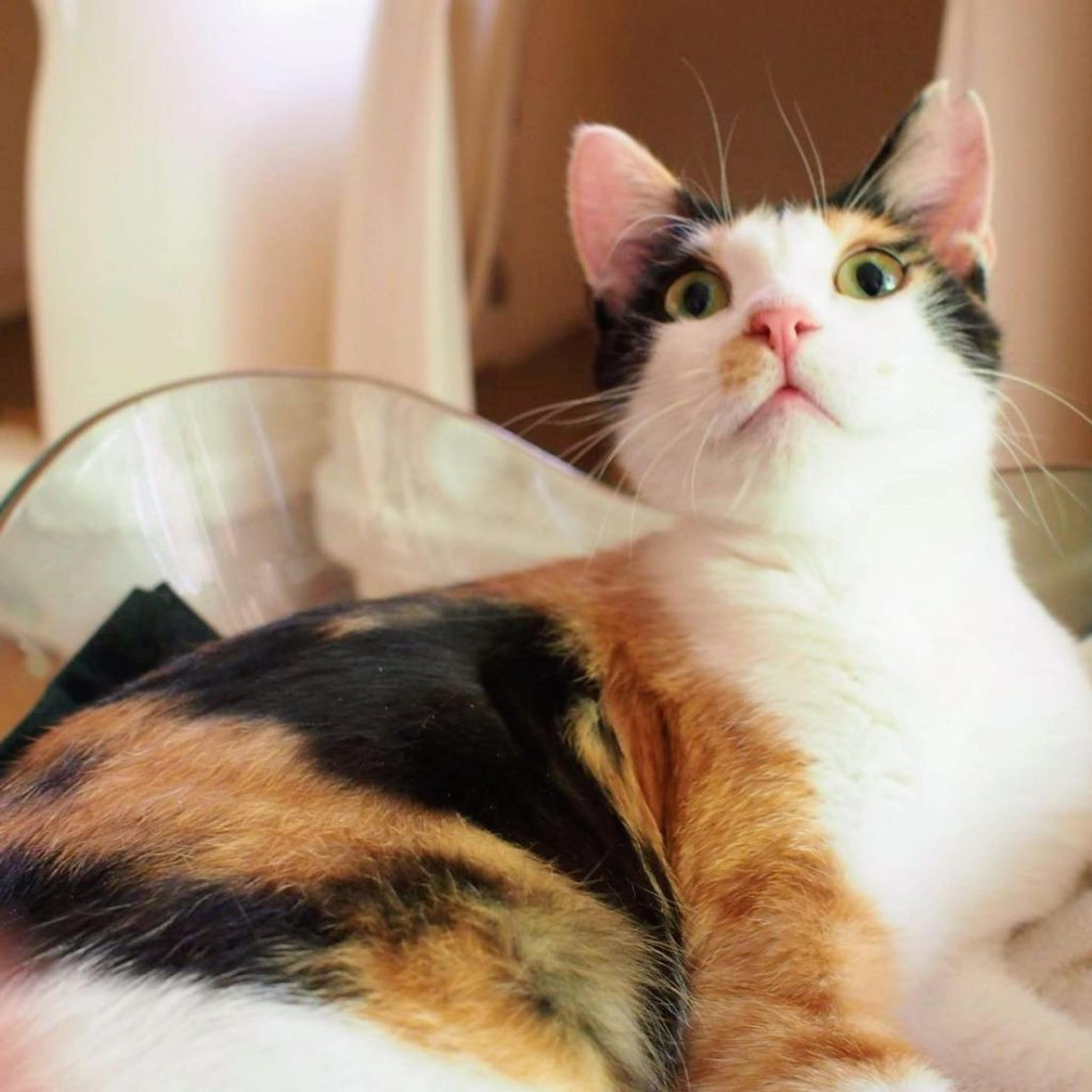 pet-image-4