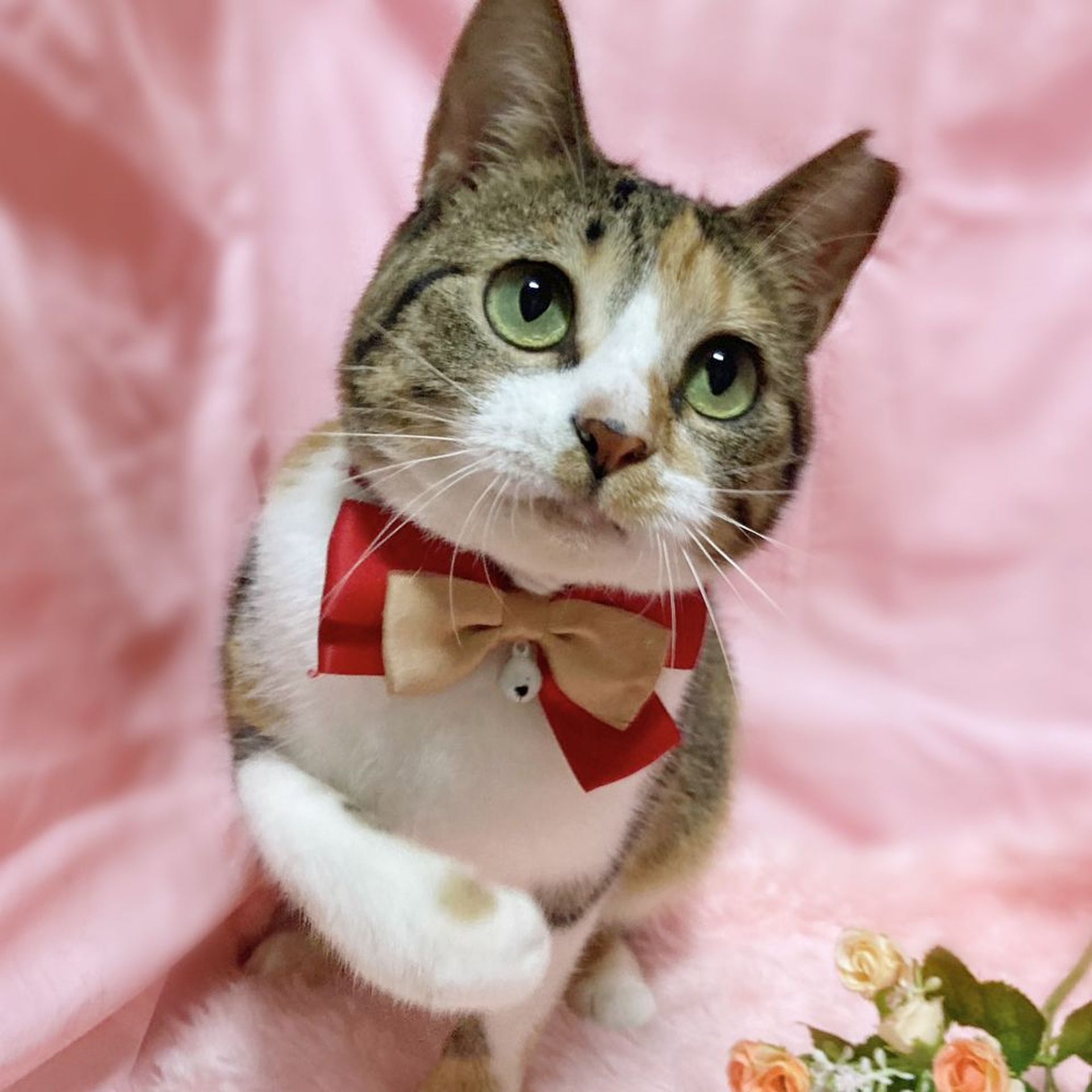 雑種（ミックス猫）・メスの里親募集の写真